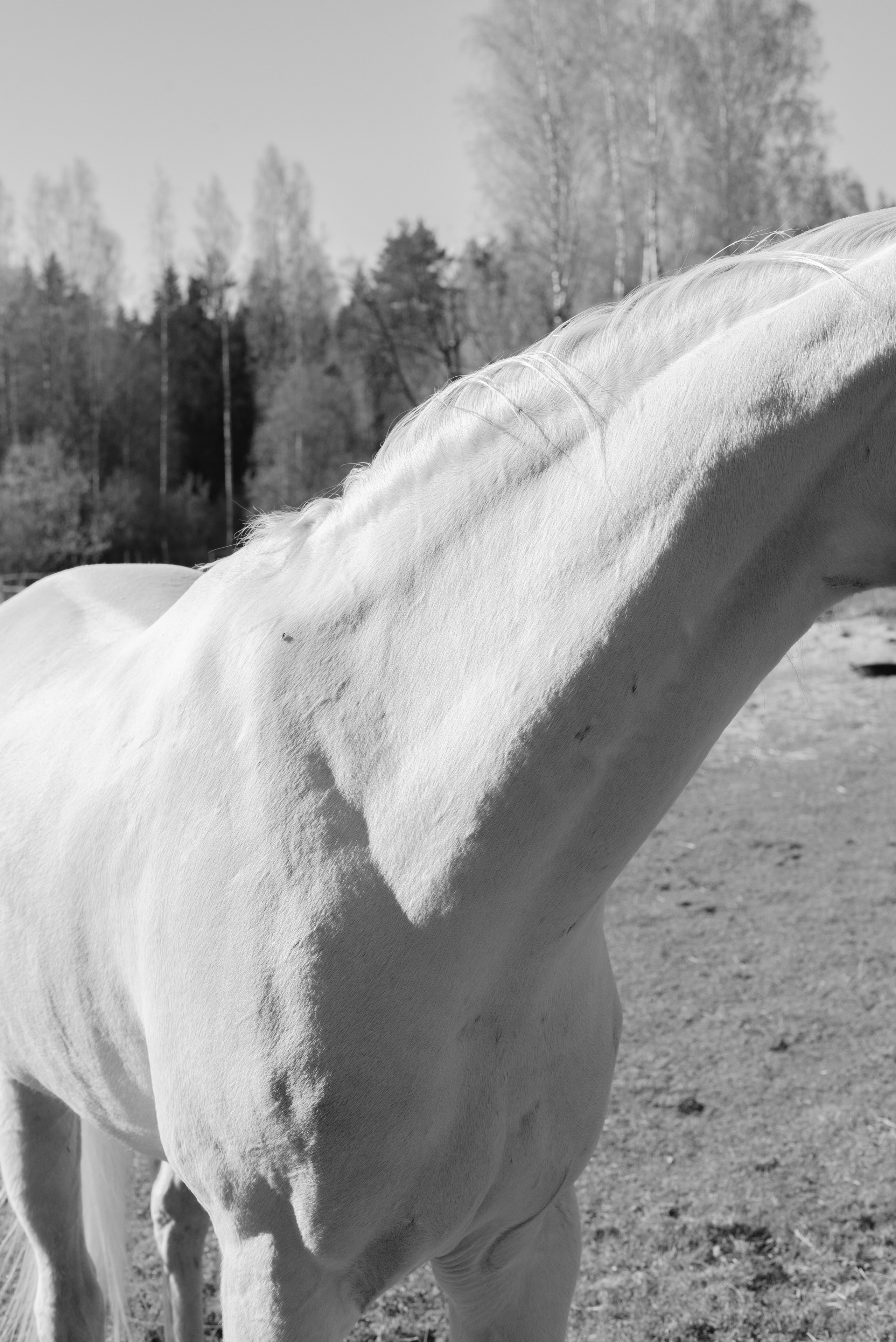 Анжелика Кондратьева