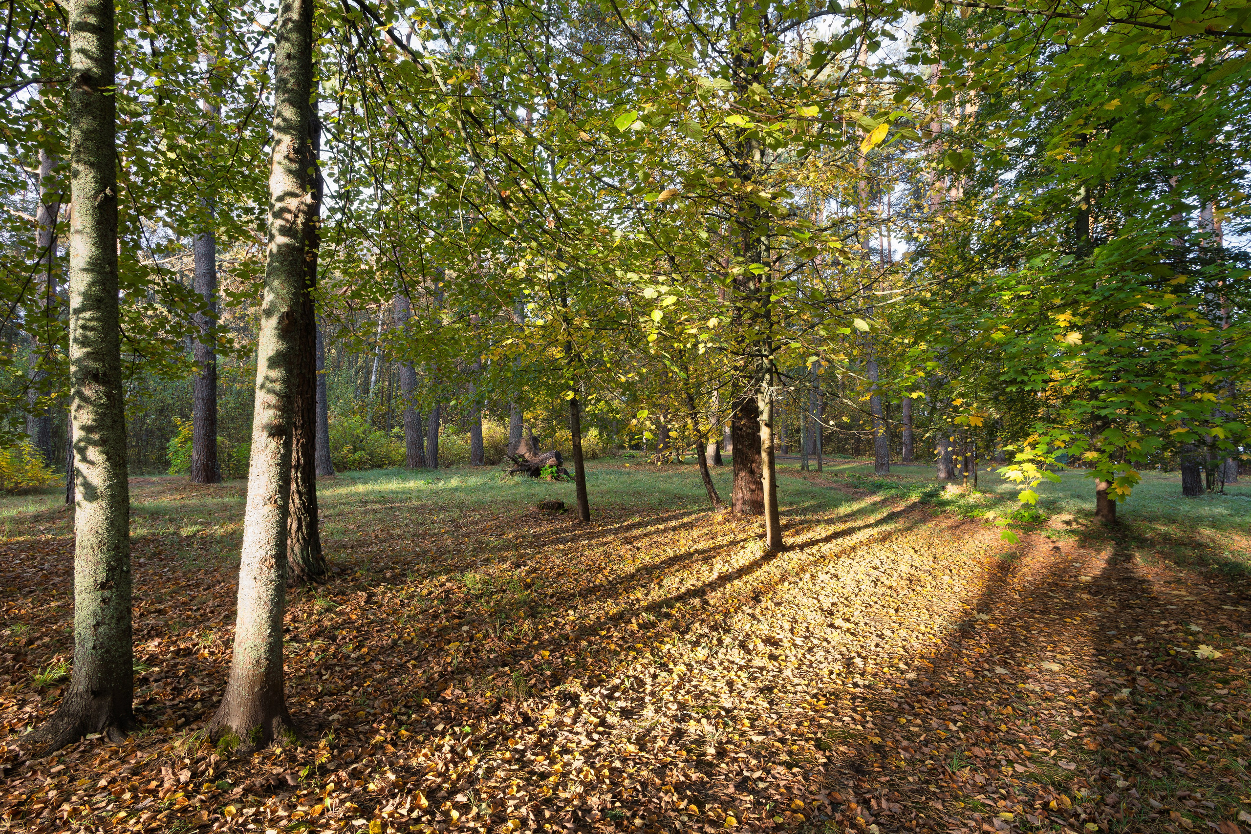 Голубые озера, Псковская область. Октябрь 2024. Фотограф Никифоров-Гордеев Сергей. Москва и МО