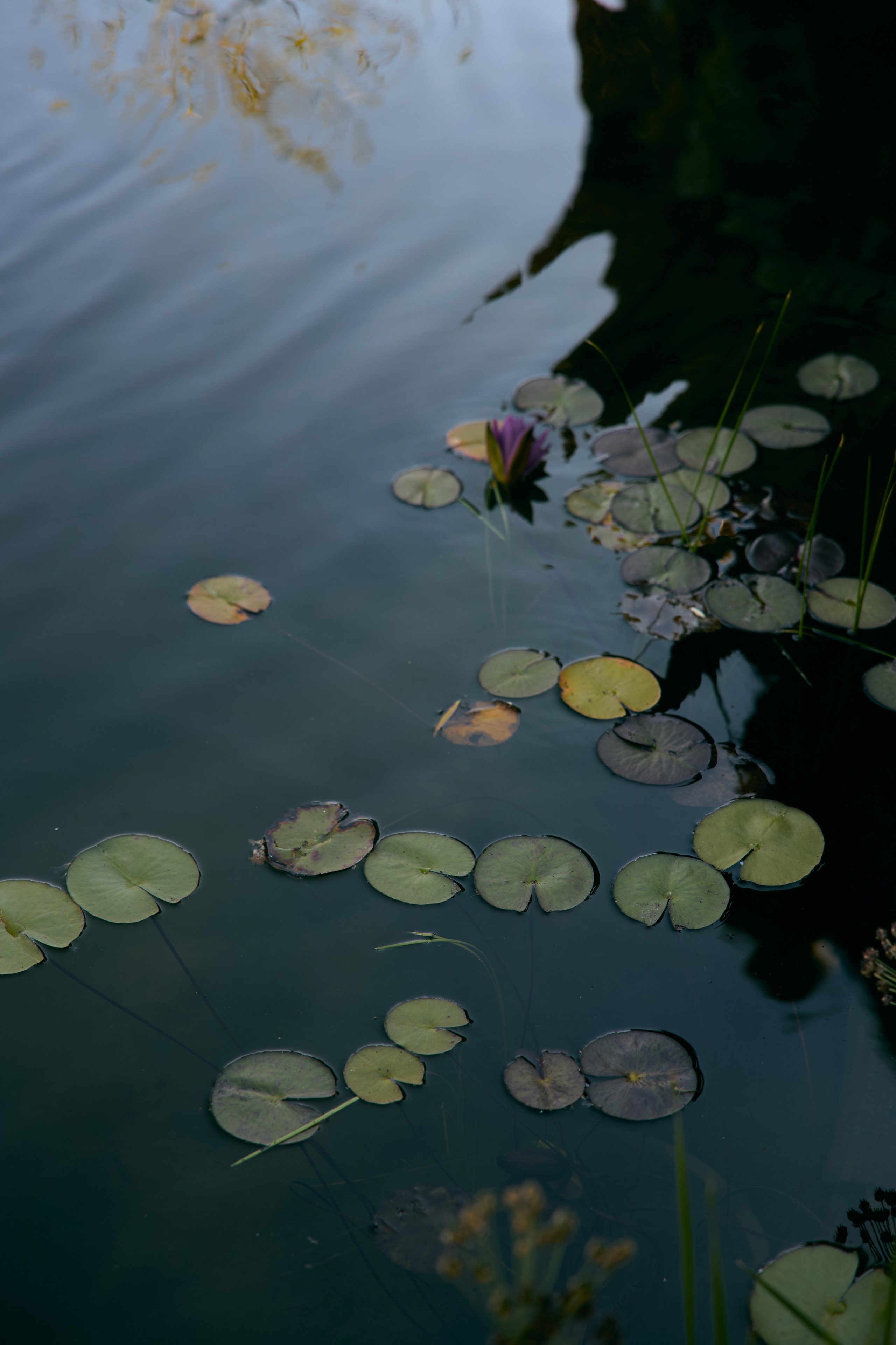 Кристина и Марк. Фотограф в Ростове-на-Дону