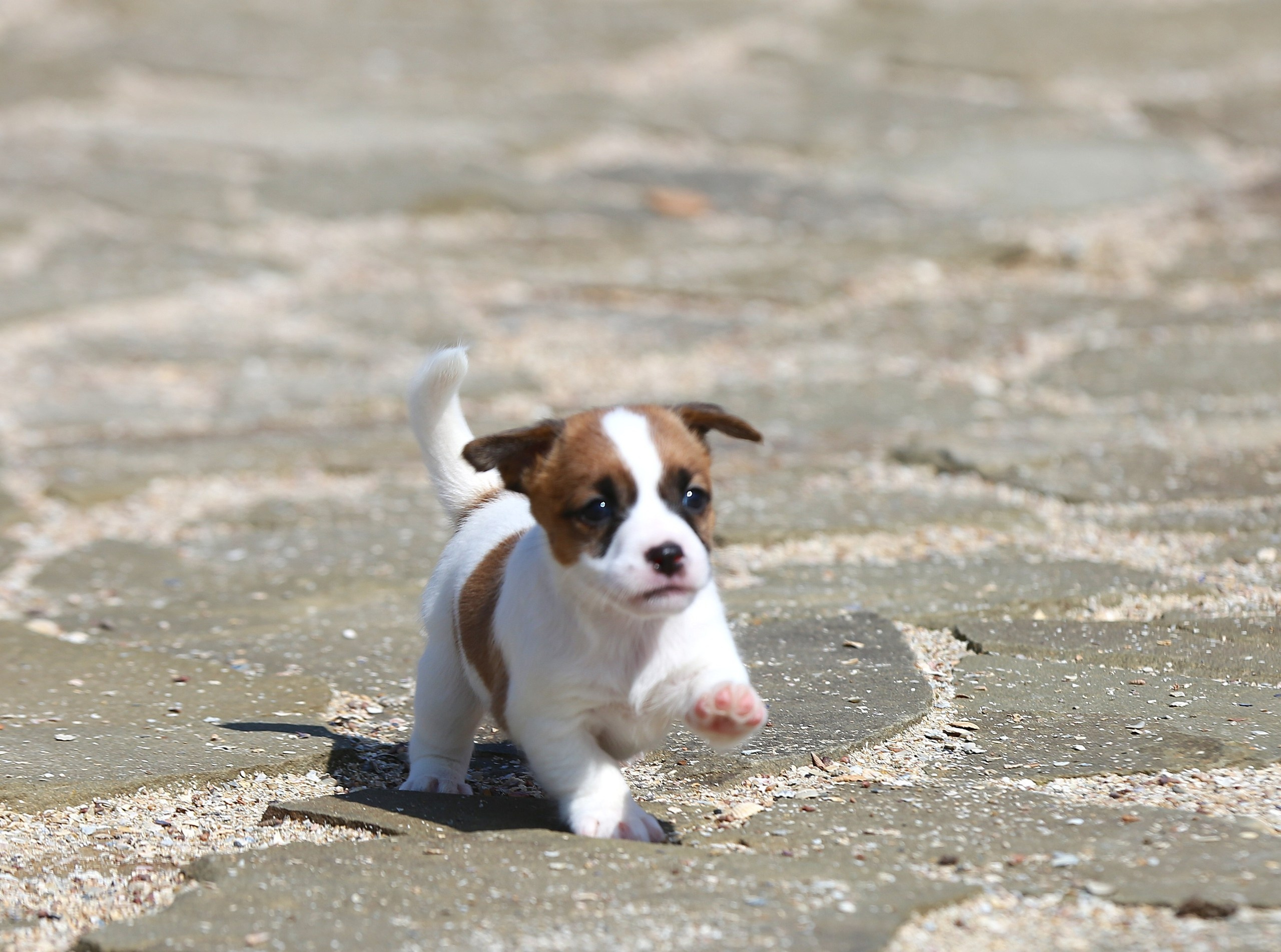Общий альбом. Lovely-Orange питомник джек рассел терьеров