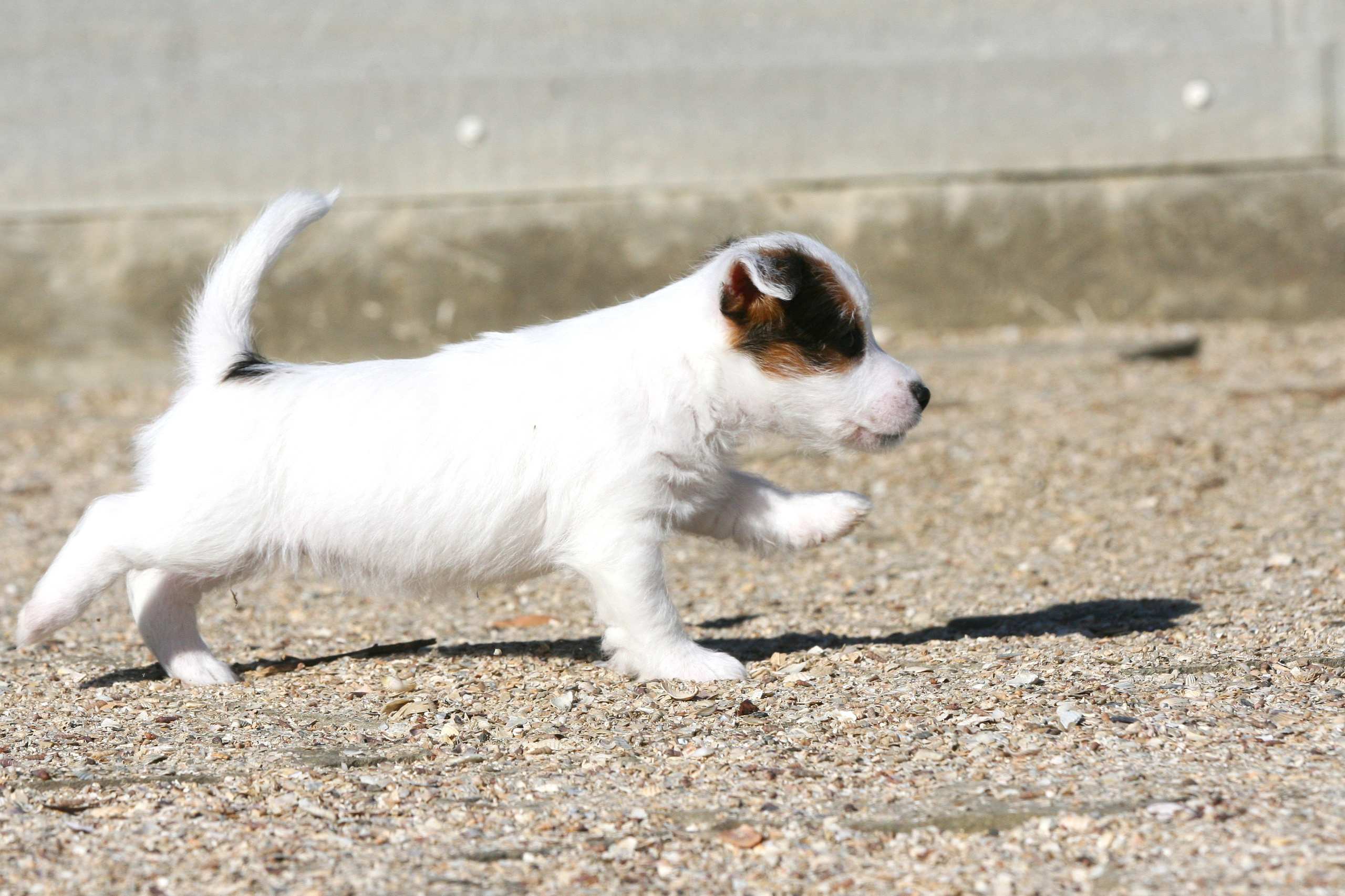 Female 1 brocken not available at this moment. Lovely-Orange питомник джек рассел терьеров
