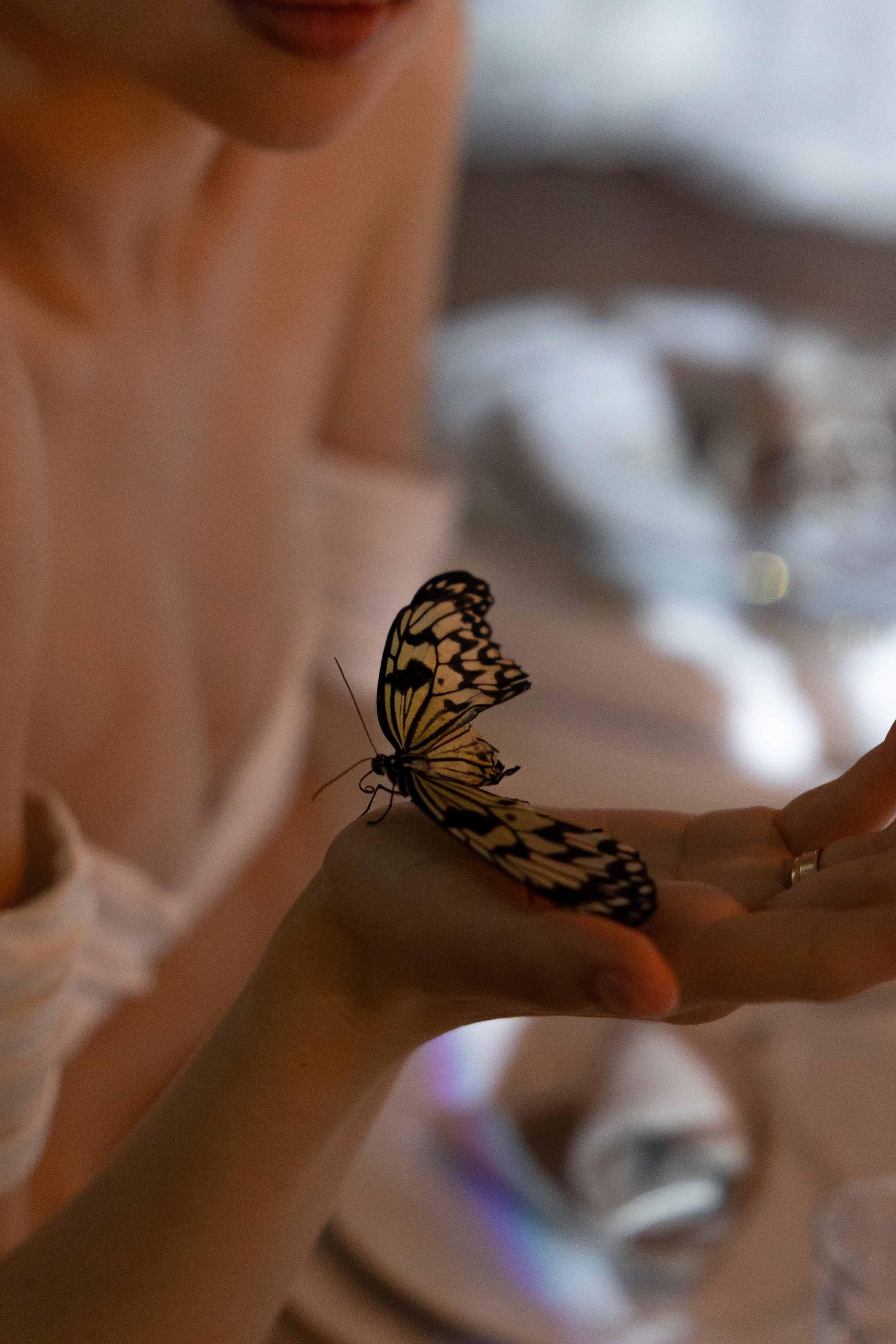 Butterfly Love. Михаил и Анна. Свадебный и семейный фотограф Евгения Привалова. Новороссийск. Анапа