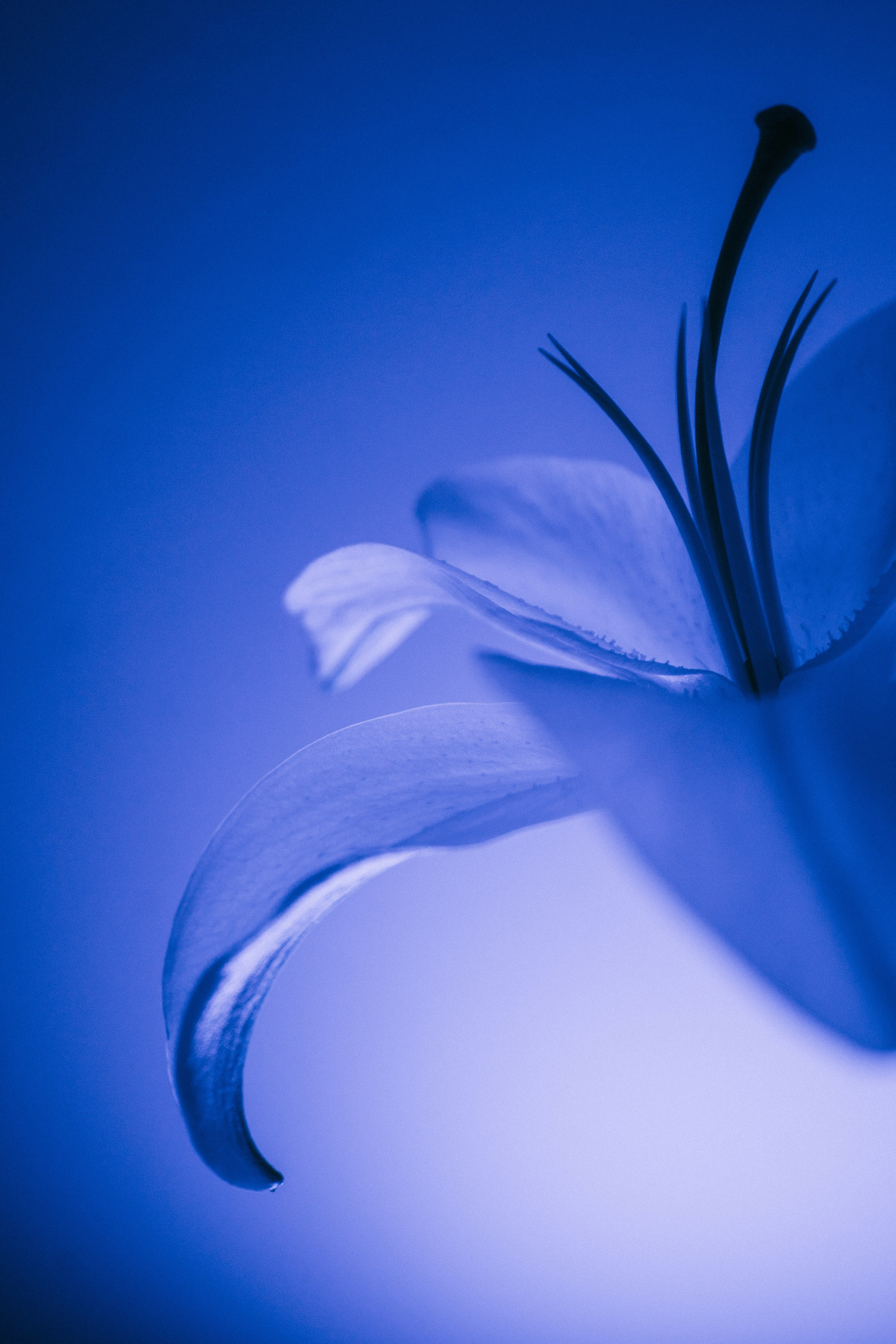 Цветы. Фотограф Алиса Аспер