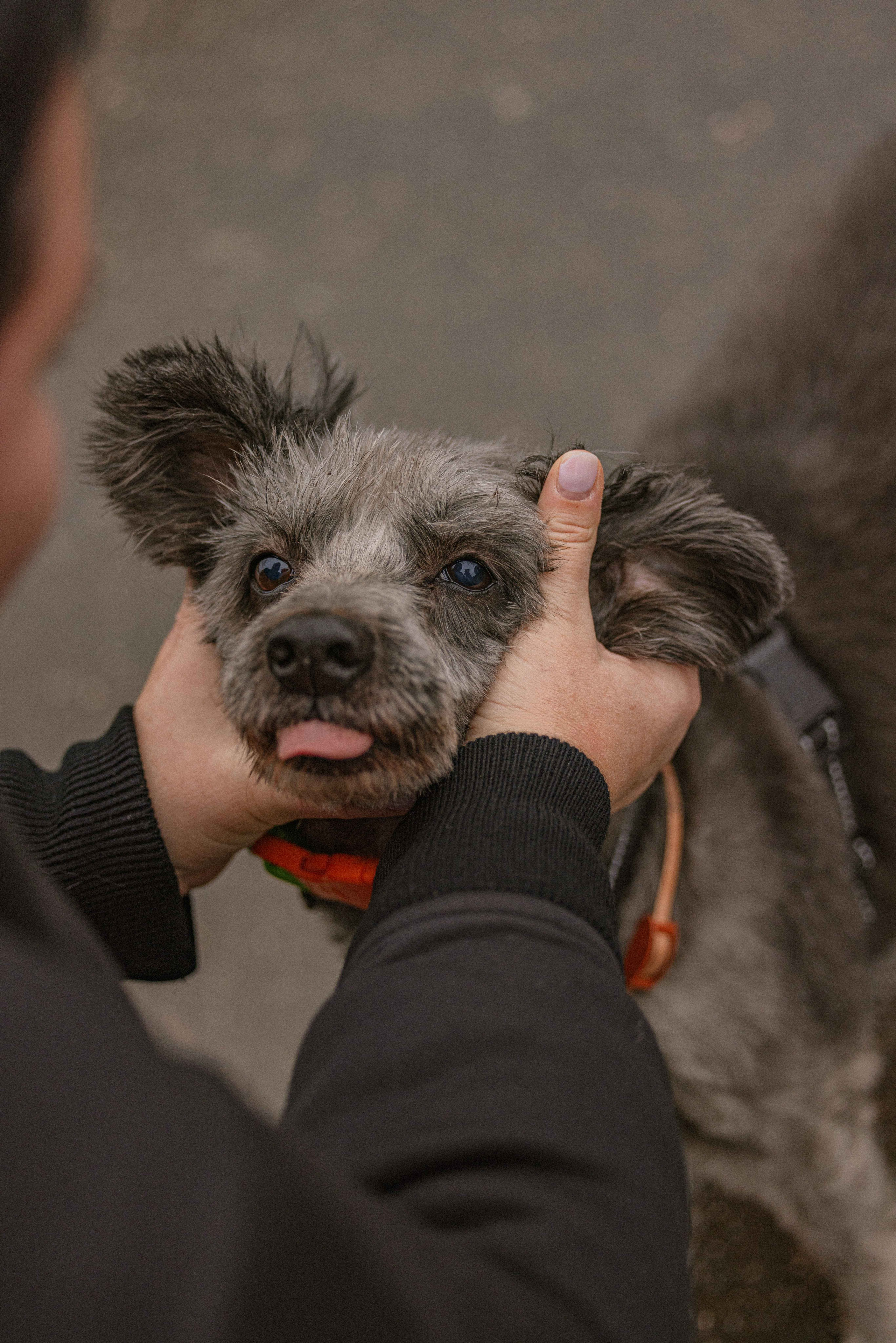 Передержка. Фотограф-анималист в Москве Лера Черноног