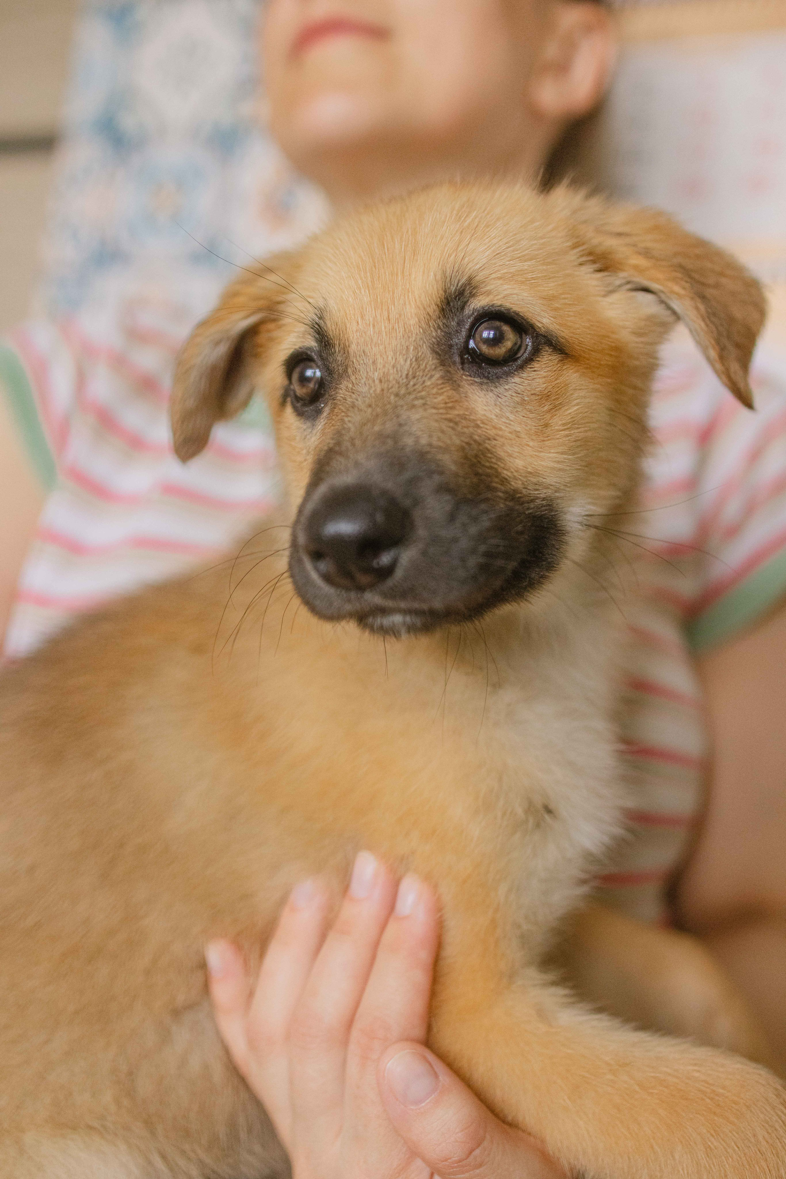 Щеночки на кухне. Фотограф-анималист в Москве Лера Черноног