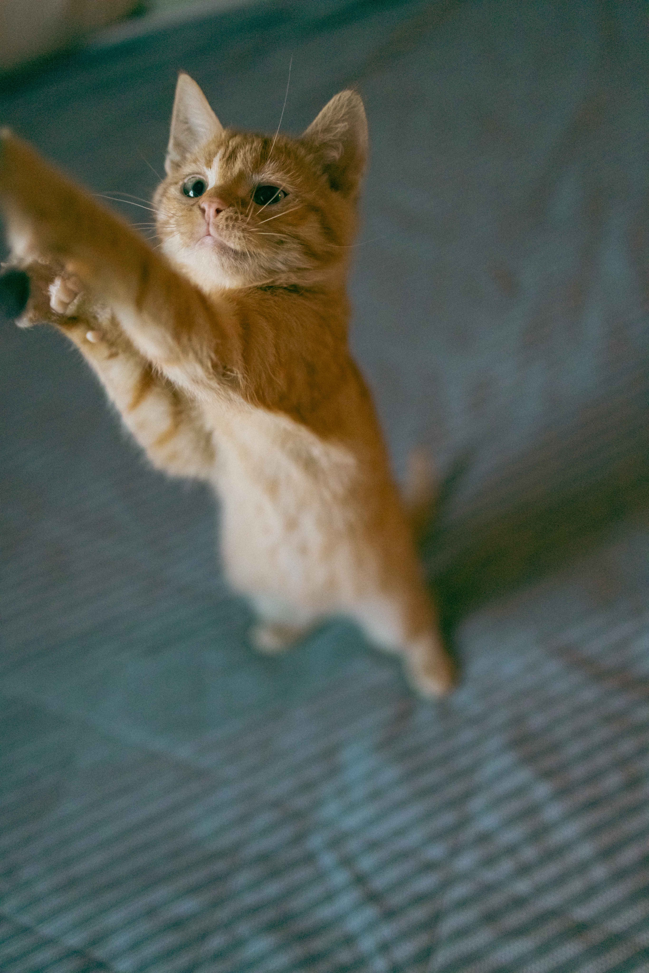 Кускус. Фотограф-анималист в Москве Лера Черноног