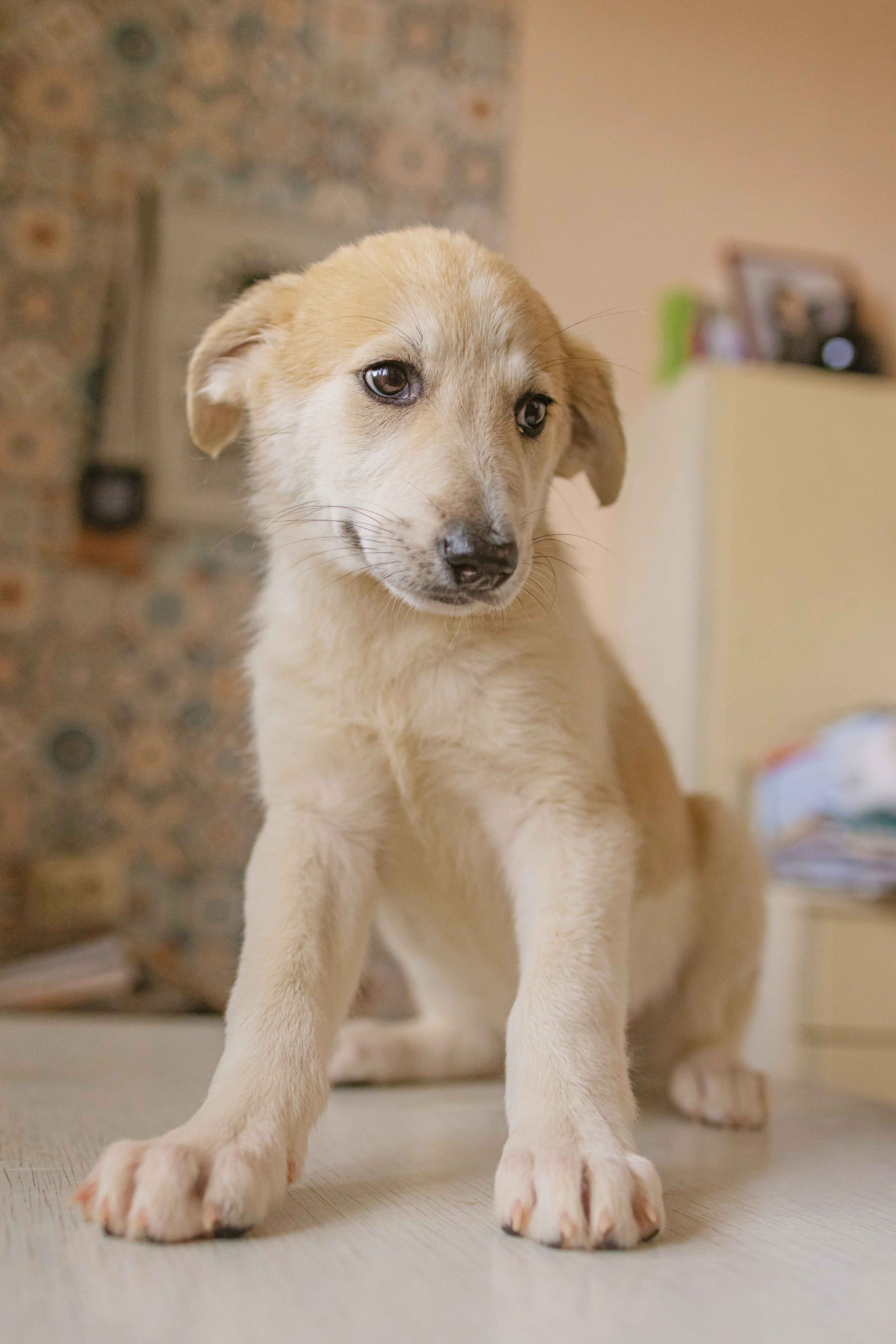 Щеночки на кухне. Фотограф-анималист в Москве Лера Черноног