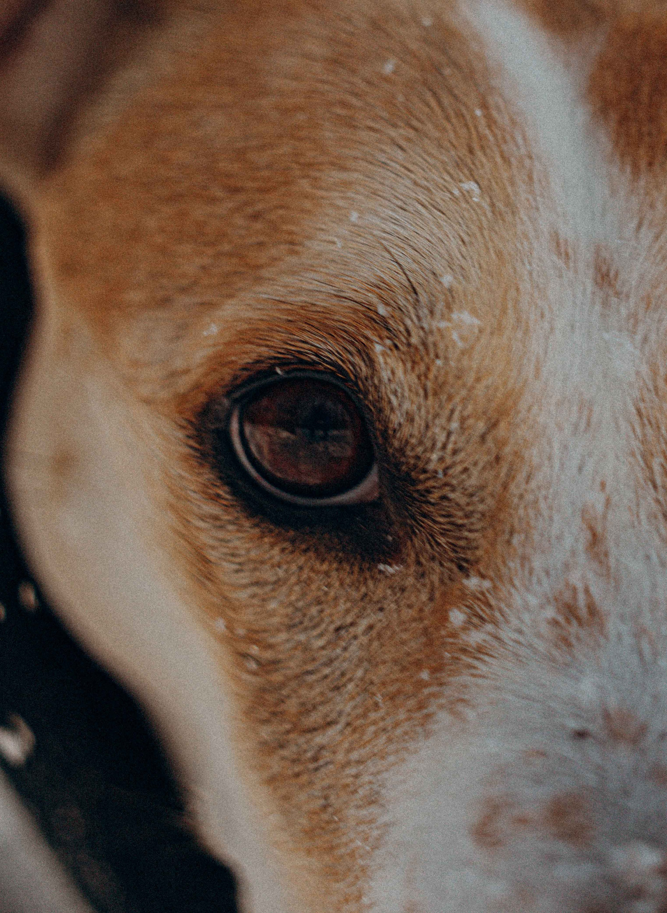 Свобода и ее семья. Фотограф-анималист в Москве Лера Черноног