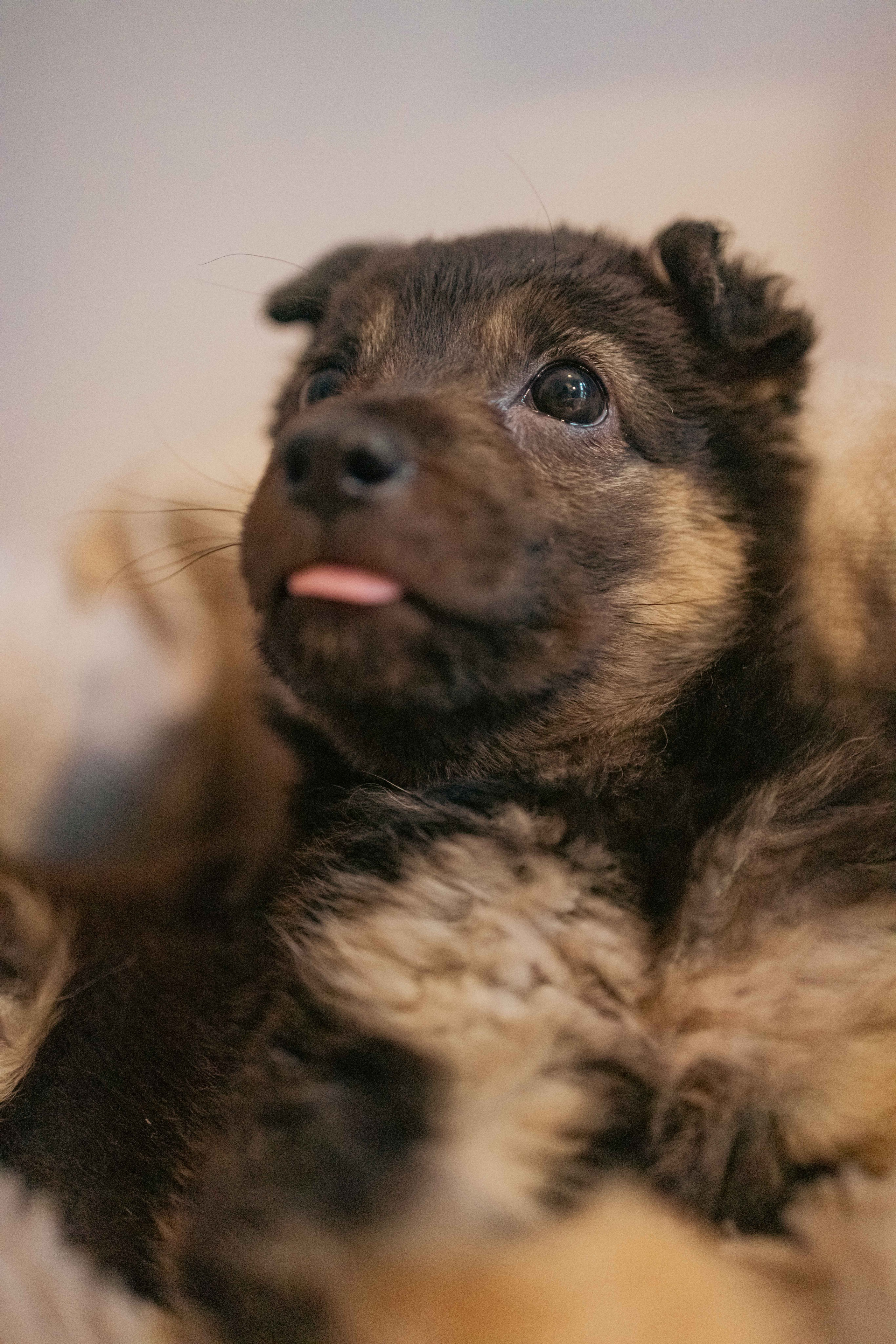 Пеппа. Фотограф-анималист в Москве Лера Черноног