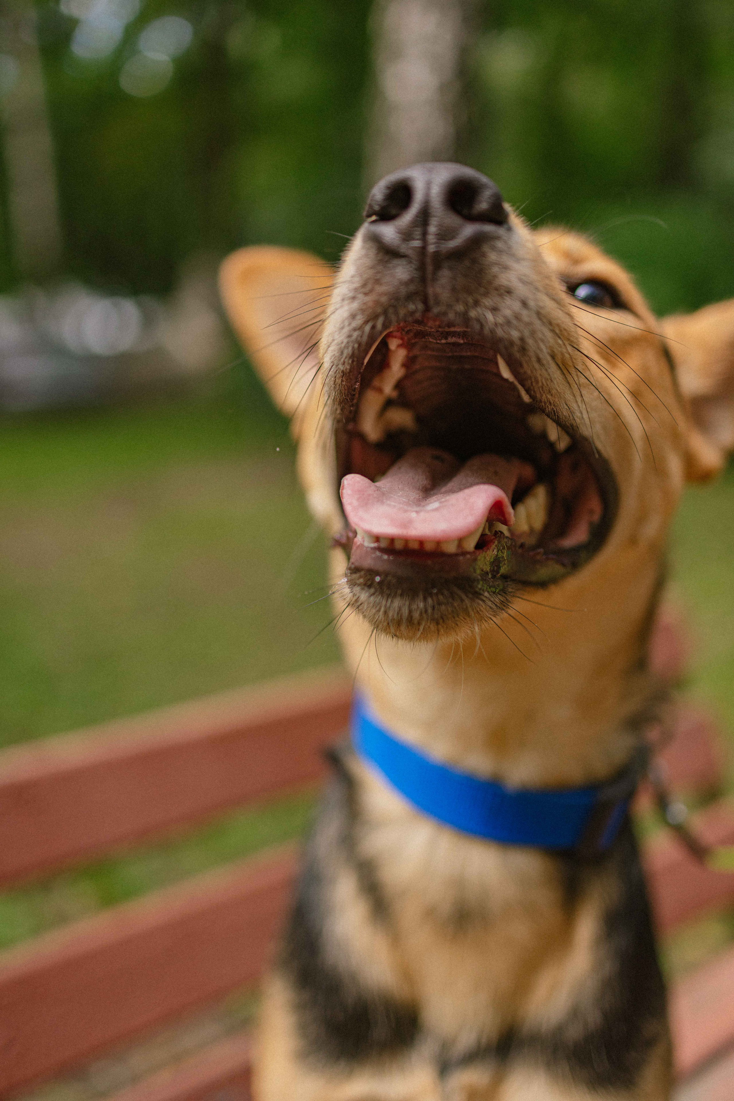 Джеки. Фотограф-анималист в Москве Лера Черноног