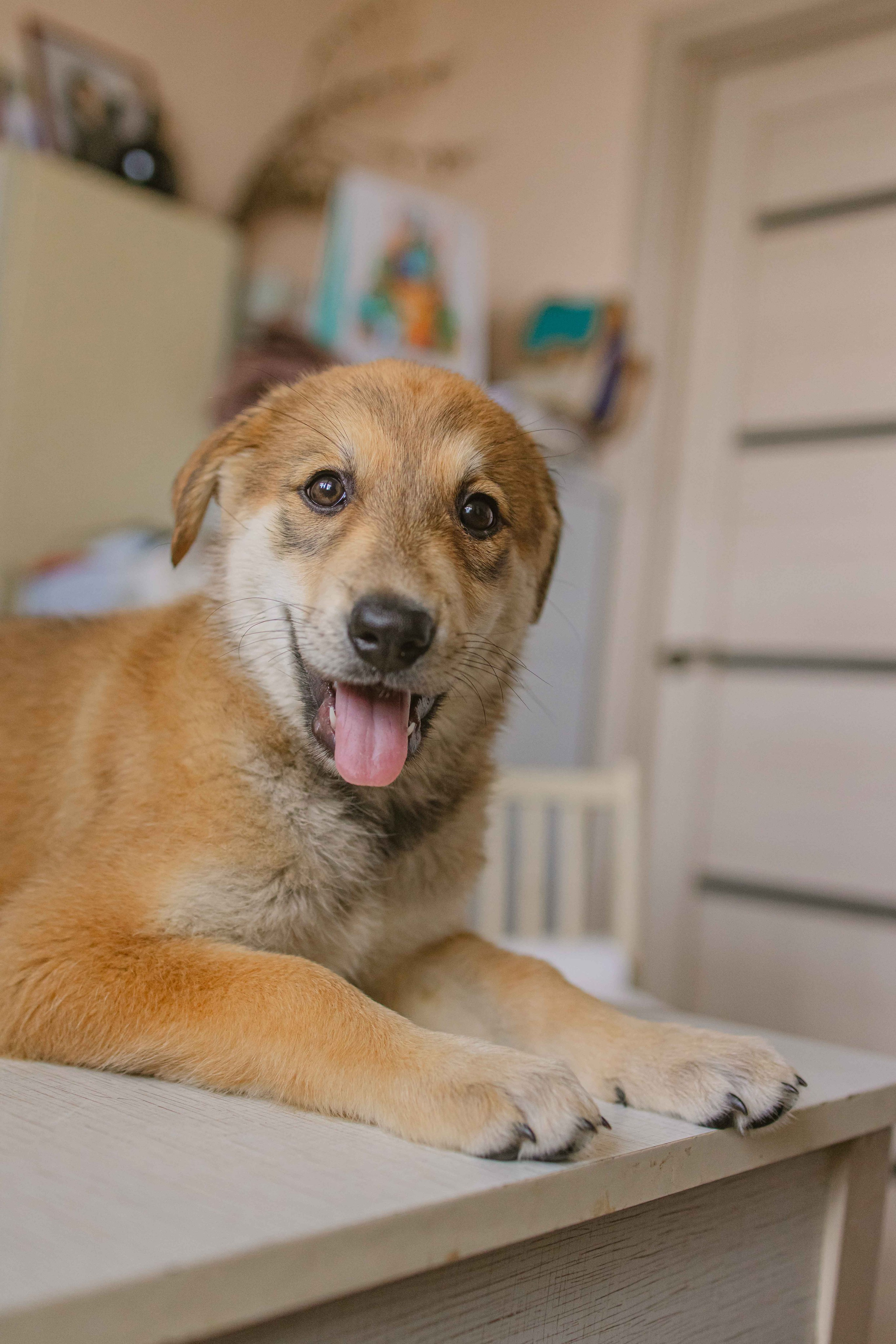 Щеночки на кухне. Фотограф-анималист в Москве Лера Черноног