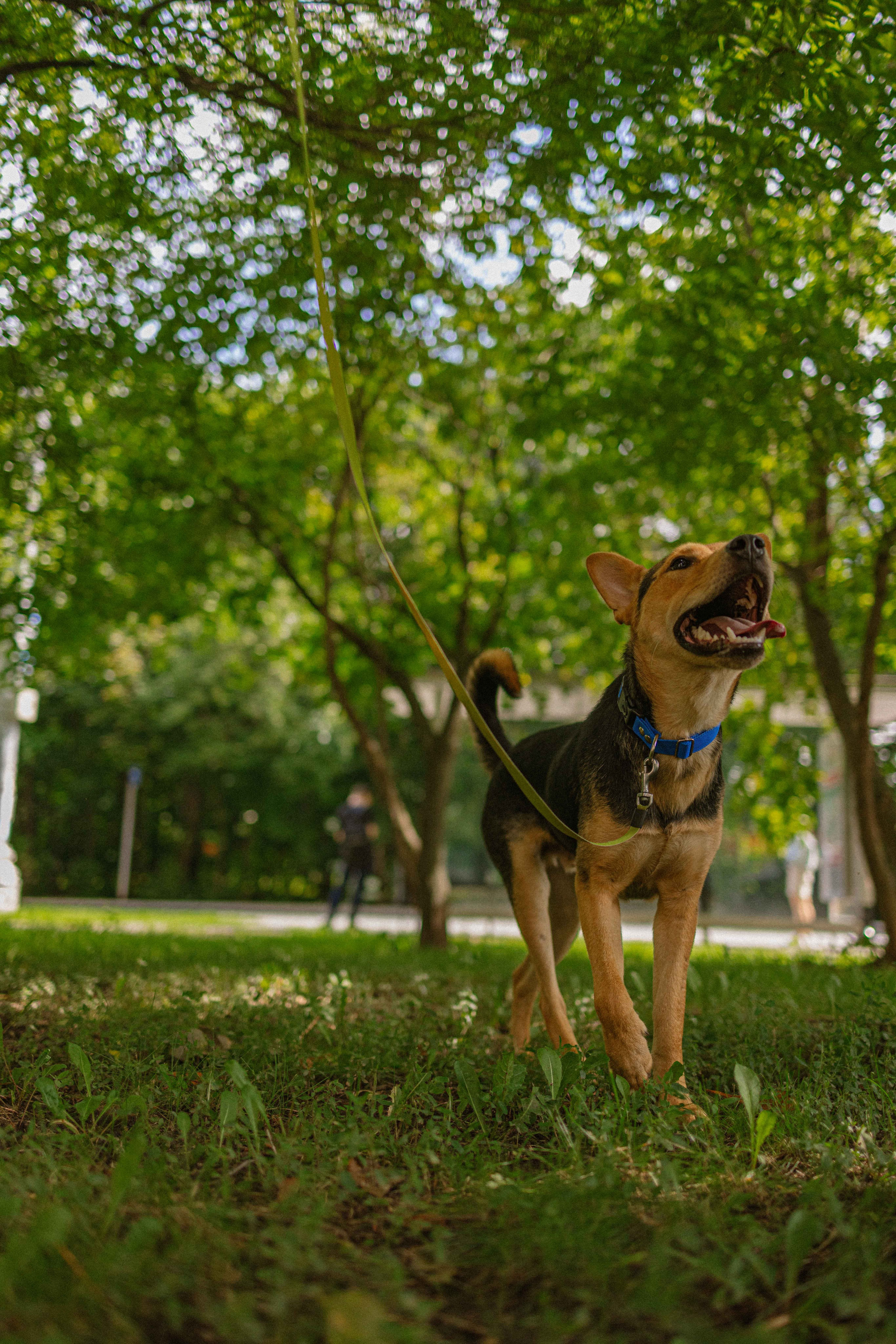 Джеки. Фотограф-анималист в Москве Лера Черноног