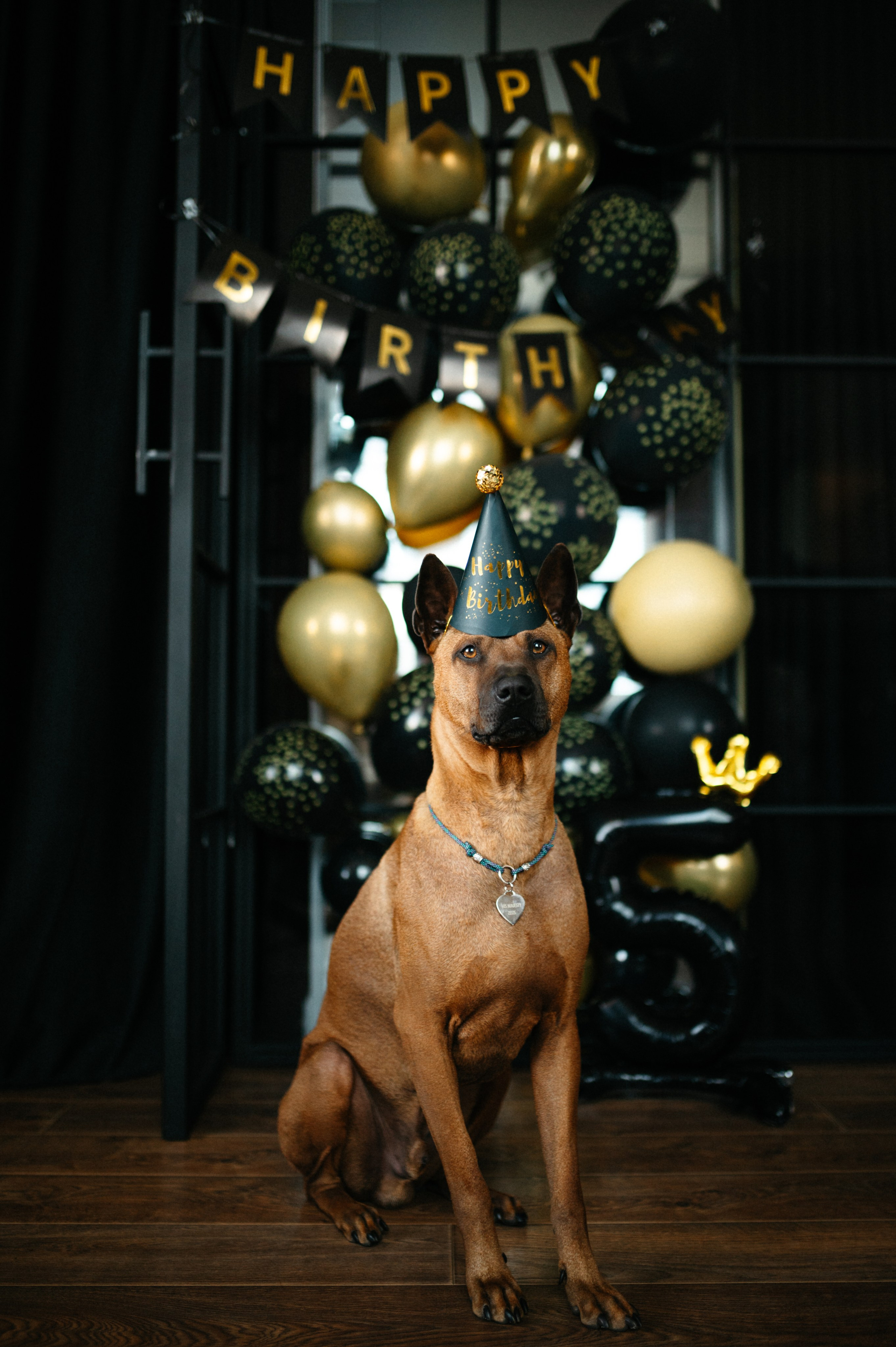 Оксана и Зевс. Фотограф анималист в Москве Ольга Агушева