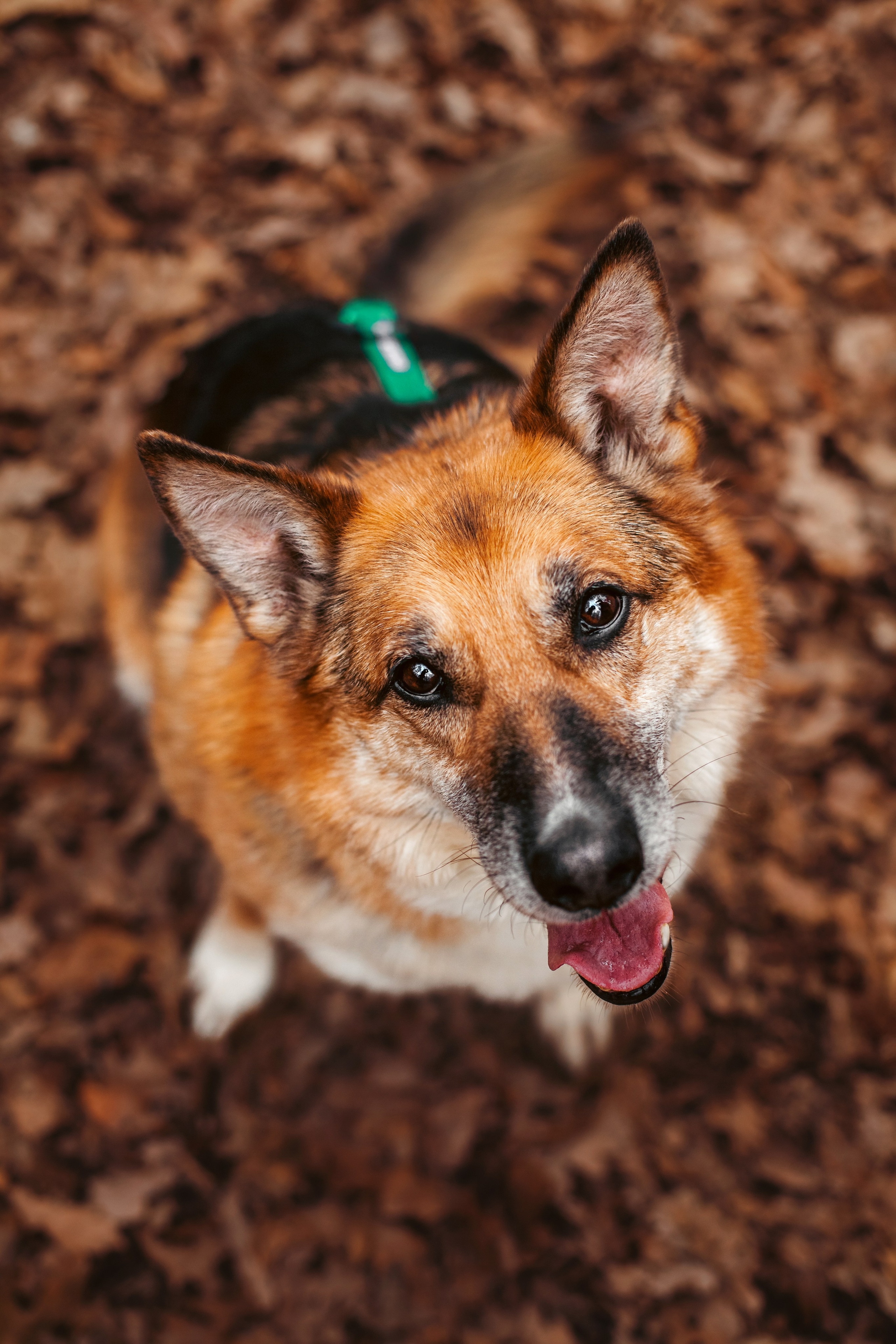 Собаки из приюта Дубовая роща весна 2025. Фотограф-анималист Татьяна Степанова
