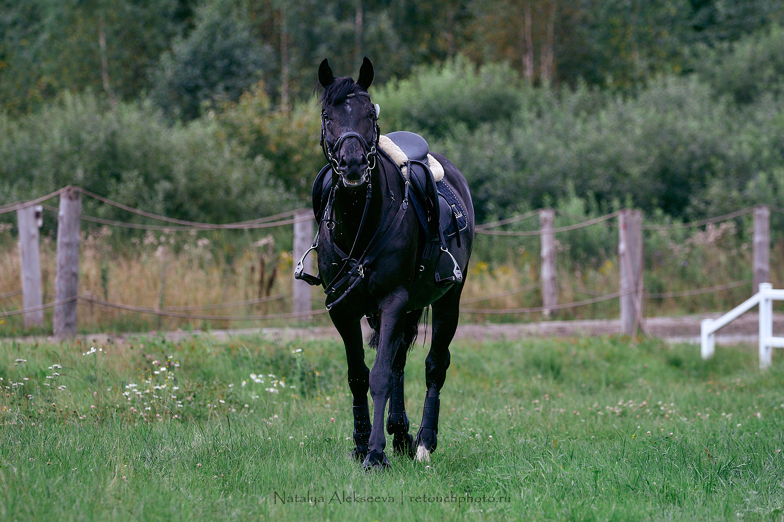 Кросс Чемпионата МО по троеборью, Maxima Stables | 08'2020. Репортажный фотограф и ретушер в Москве Наталья Алексеева