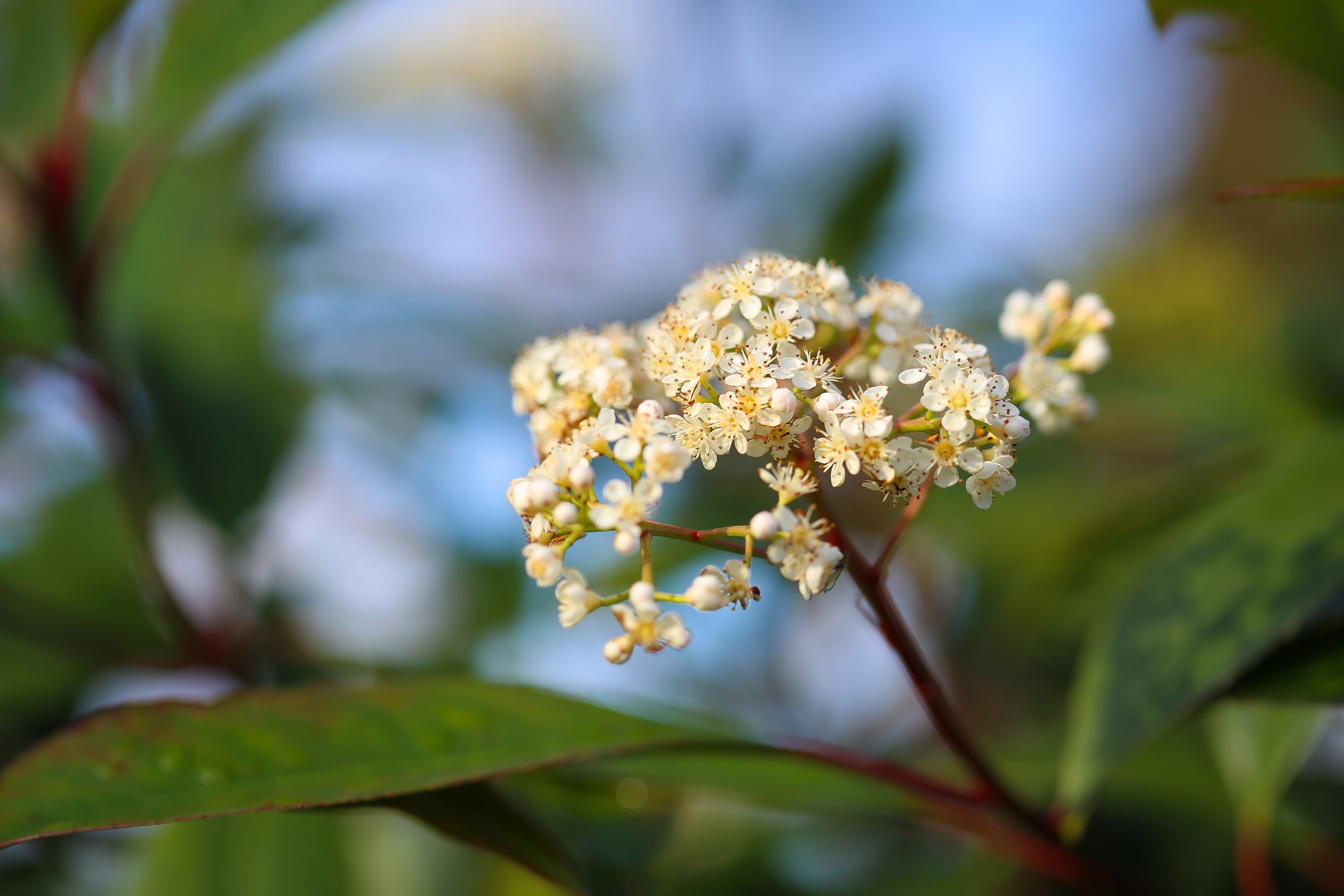 Англия: Лондон цветущий. Дарья Письменюк / Darya Leitstern — фотограф, музыкант, журналист, путешественник