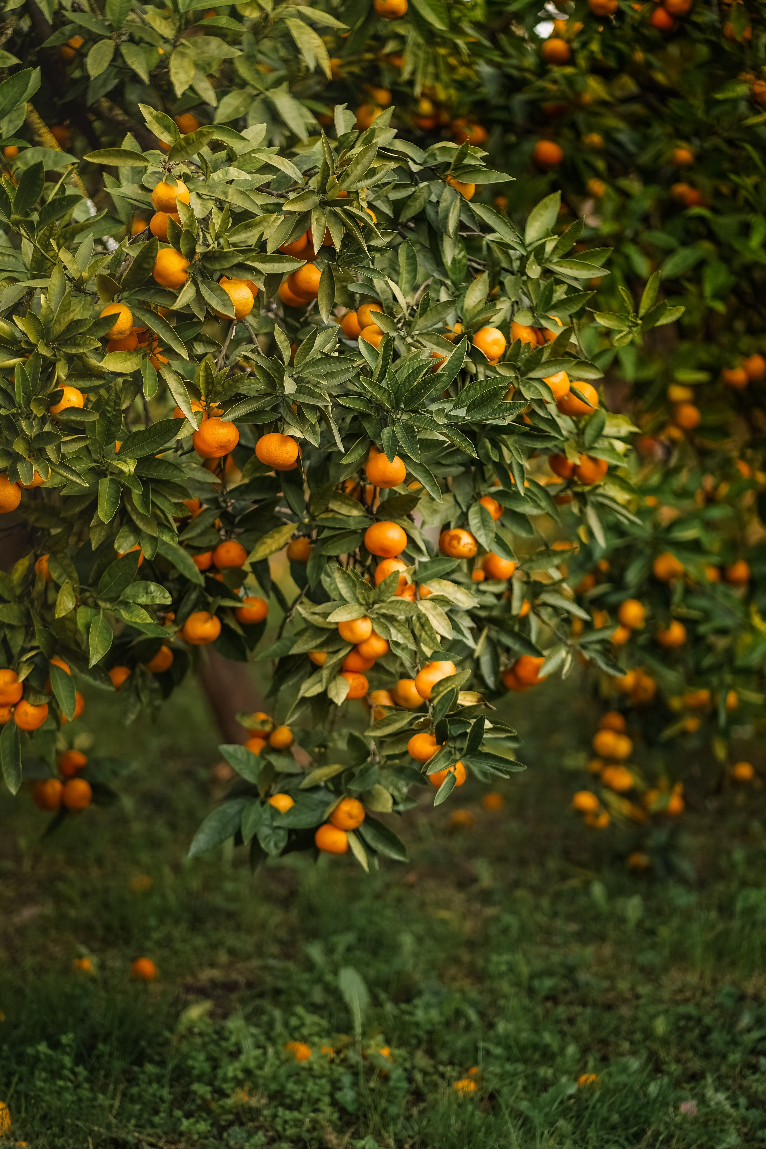 Абхазия. Выпускной школьный альбом в Орске и Москве — Фотограф Наталья Лаптова