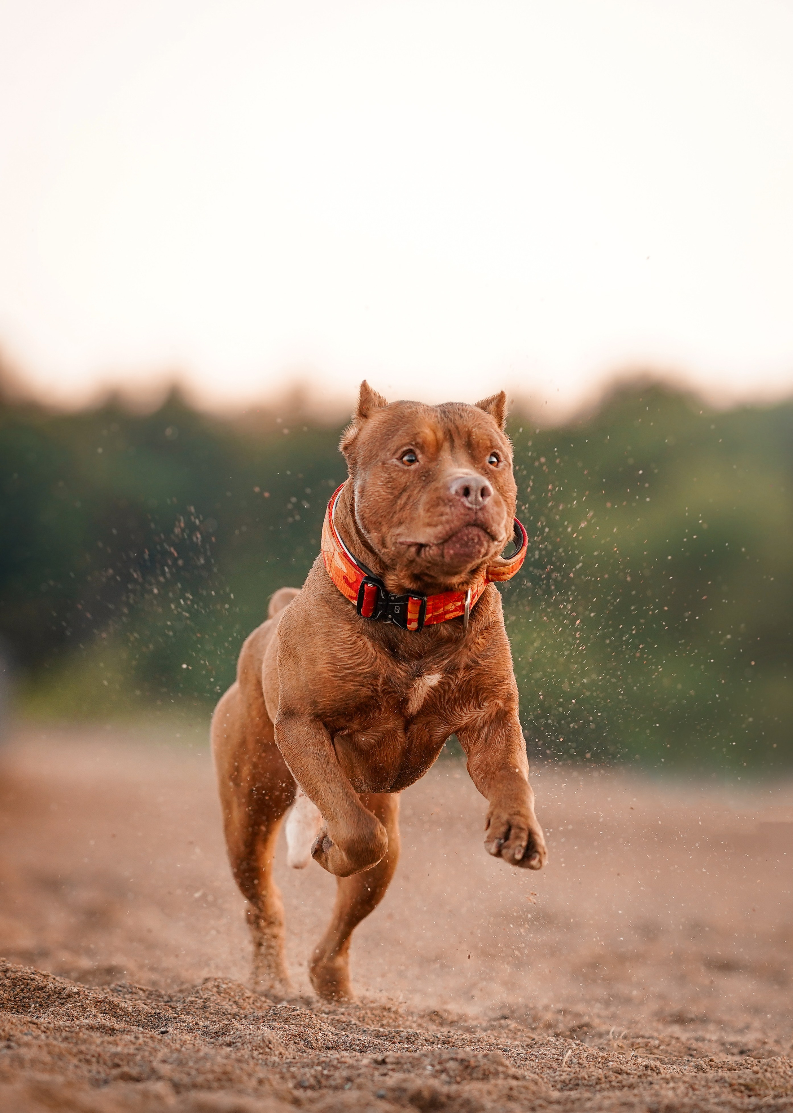 Татьяна Изи и Джем. Фотограф-анималист в Санкт-Петербурге Яна Мартынова