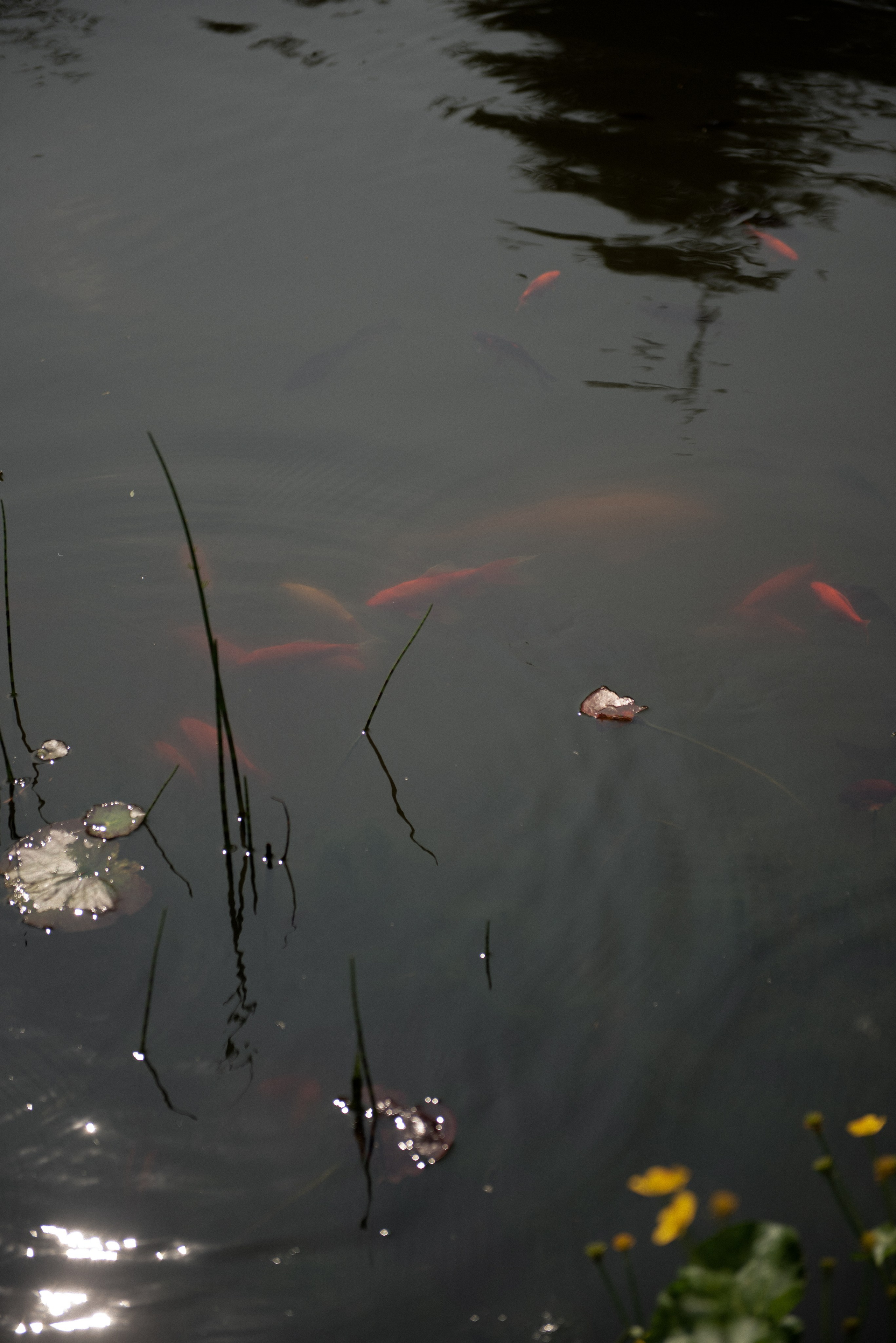 Анна и Дэвид. Свадебный и семейный фотограф Ракитин Илья