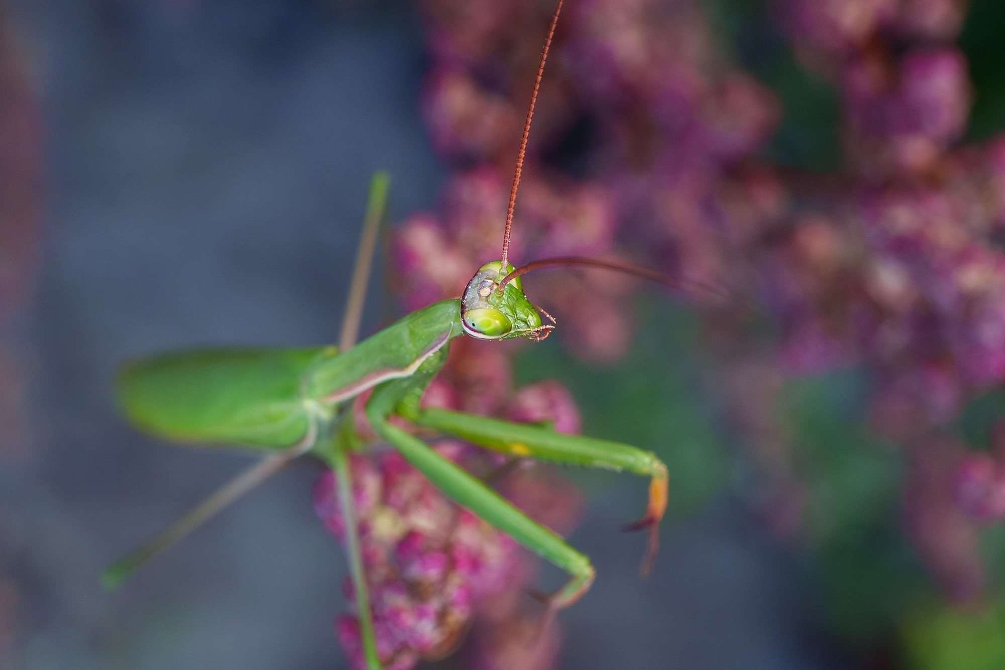 Макросъёмка. Ваш личный фотограф Марина Волкова