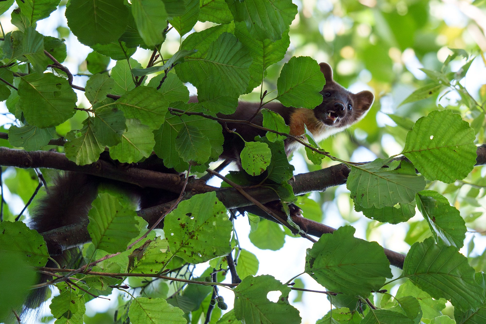 Животные. Ваш личный фотограф Марина Волкова