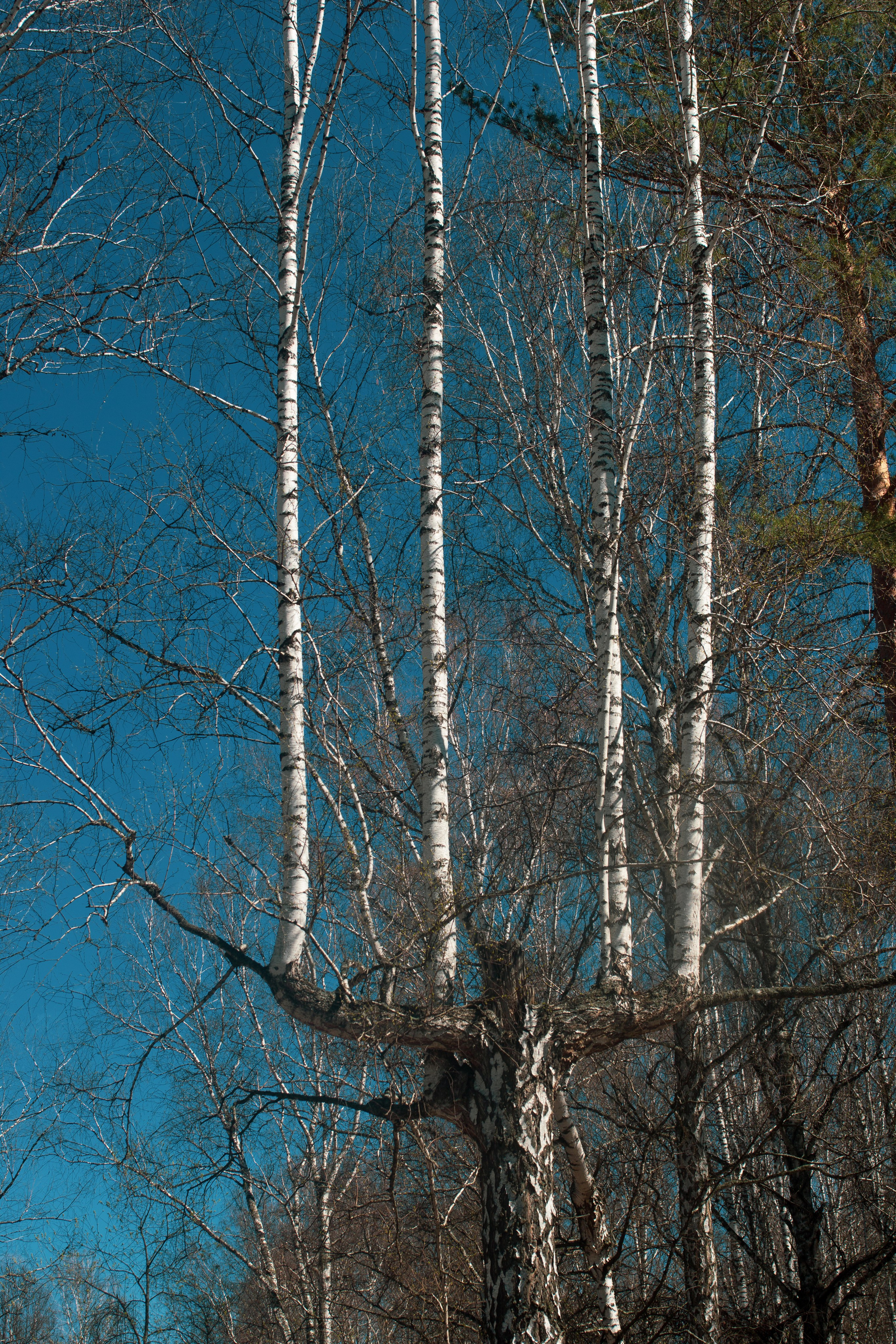 Природа/Животные