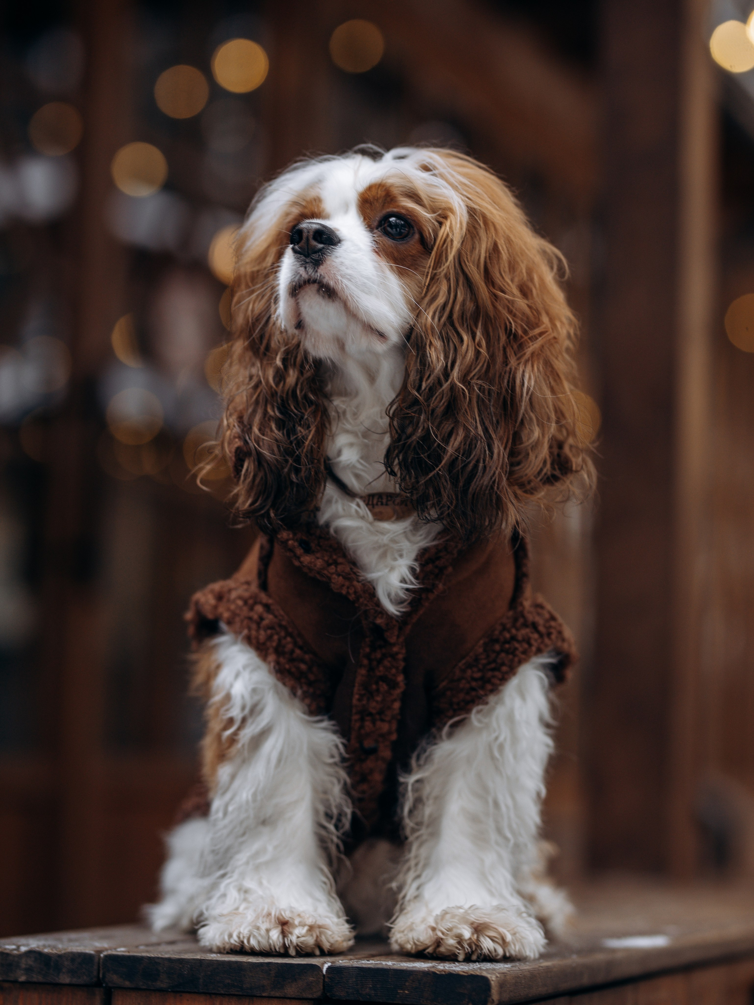 Дарси и Маша. Фотограф-анималист в Москве Кириллова Татьяна