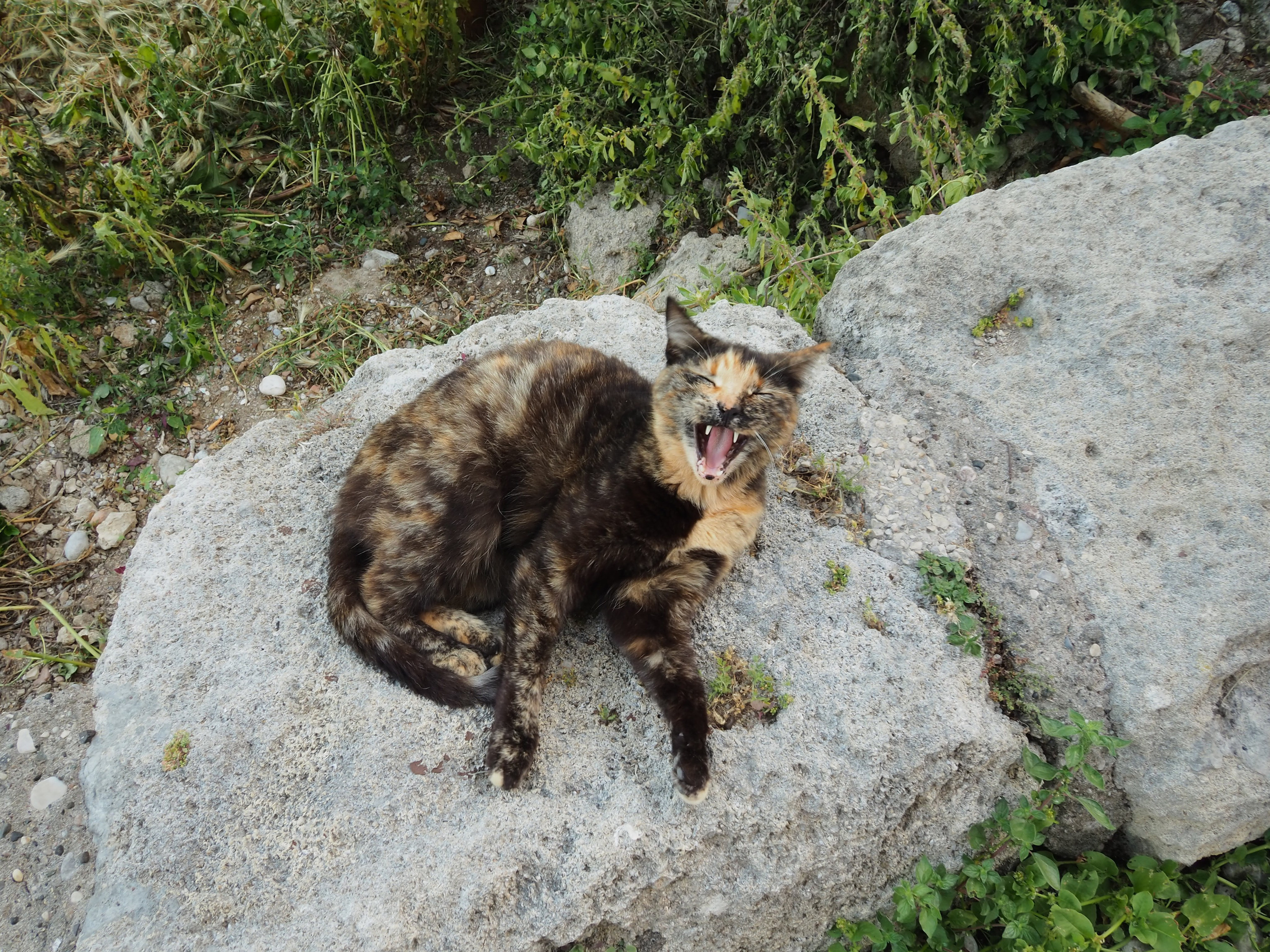 Кошки
