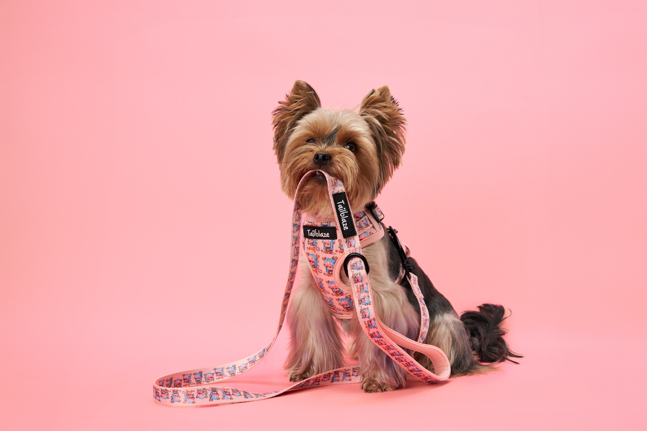 Advertising shooting with animals. Pets in advertising. Dog photographer Averianova Anna — Art photography of dogs