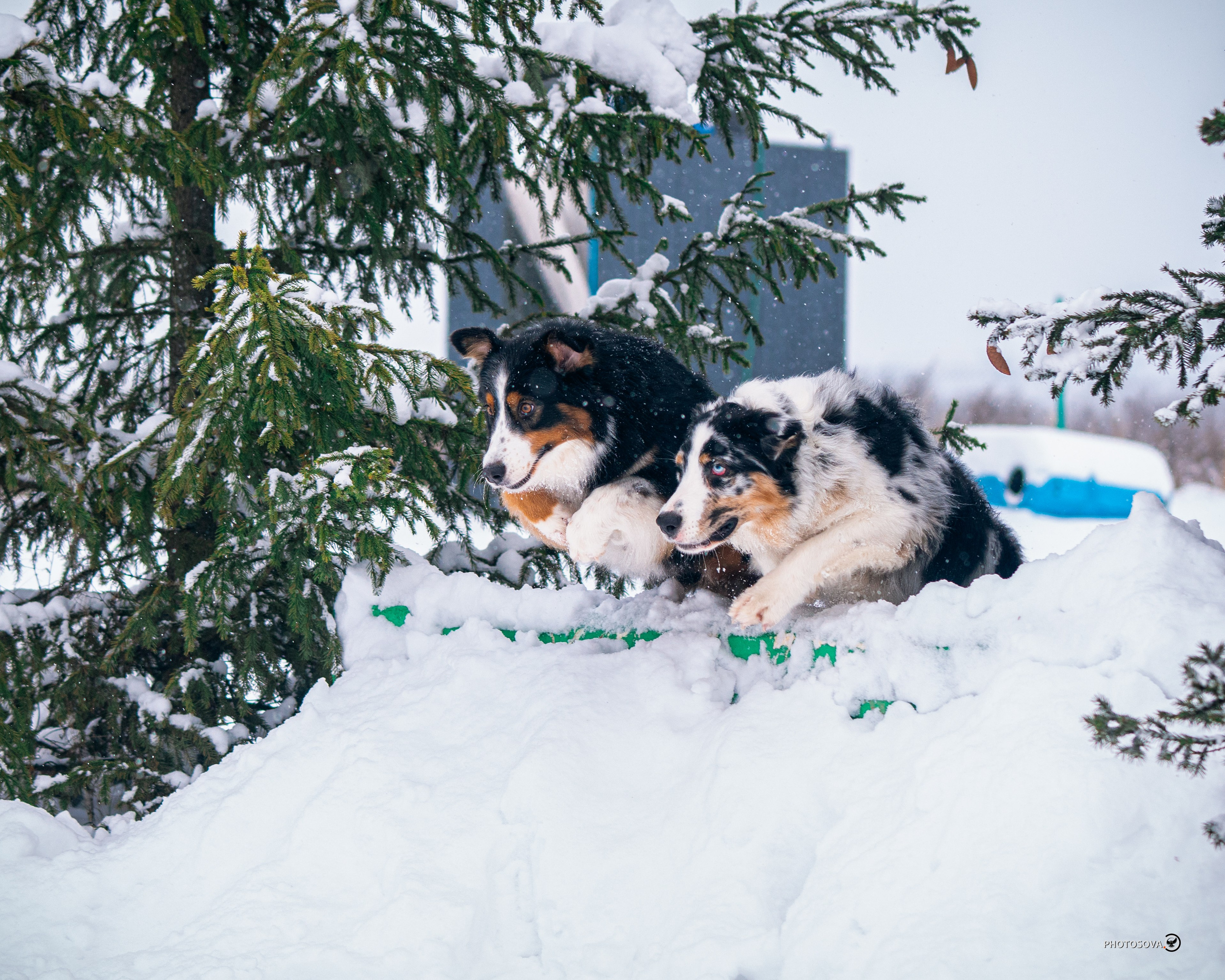 ФОТОПАМЯТЬ ВАШИХ ЭМОЦИЙ. Фотограф-анималист, семейный фотограф в Москве и Подмосковье. Фотосъёмка кинологических дисциплин