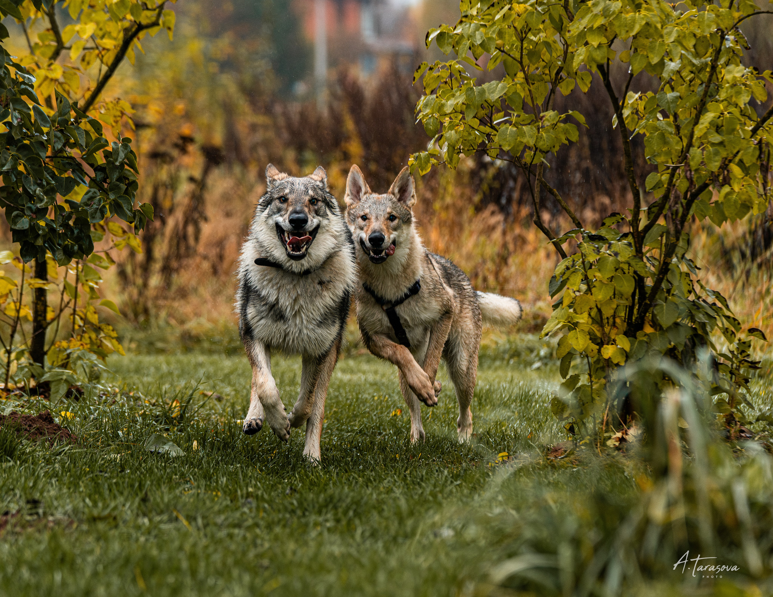 ФОТОПАМЯТЬ ВАШИХ ЭМОЦИЙ. Фотограф-анималист, семейный фотограф в Москве и Подмосковье. Фотосъёмка кинологических дисциплин