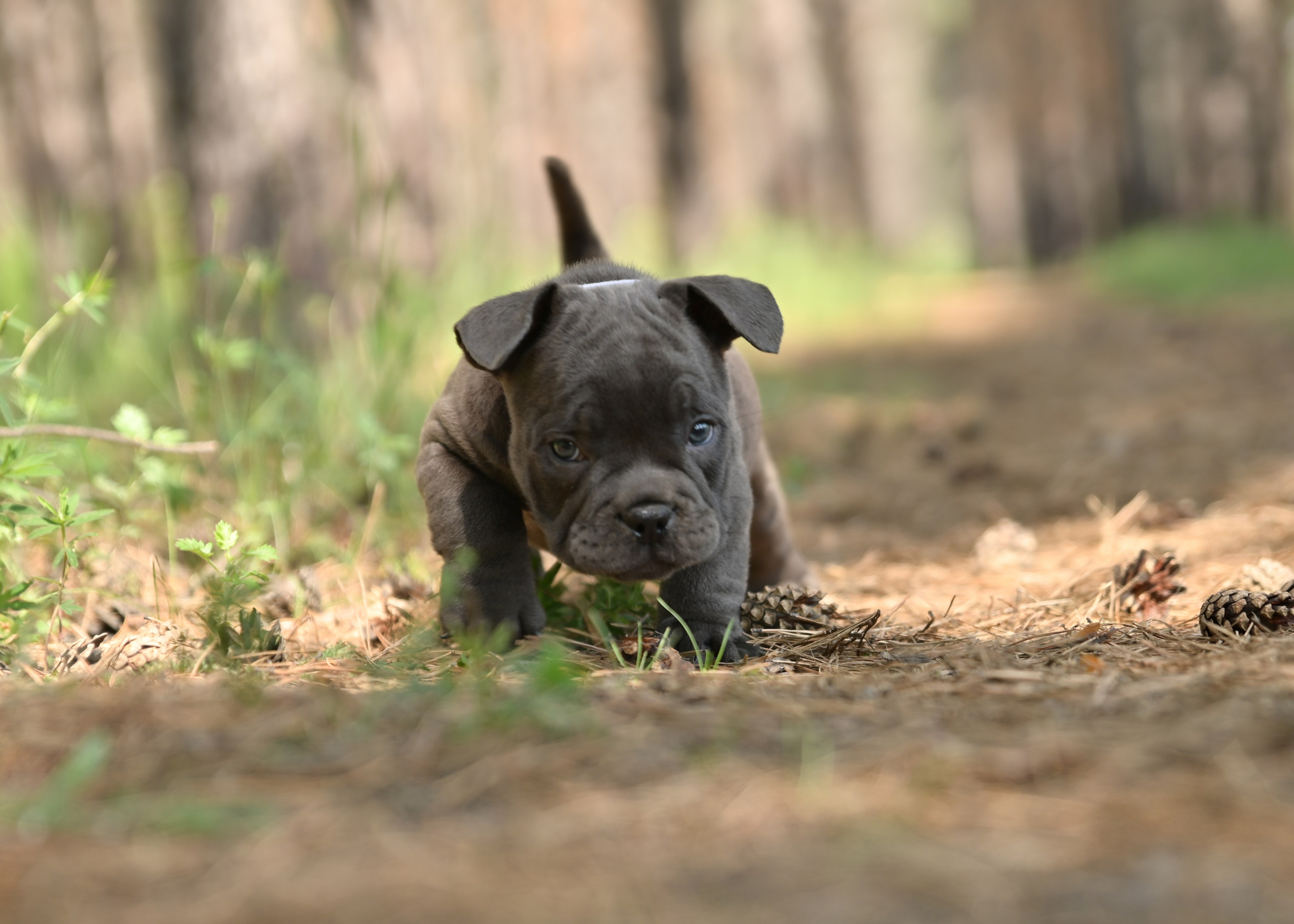 Свободные щенки Американский Булли в Иркутске. Питомник собак Иркутск