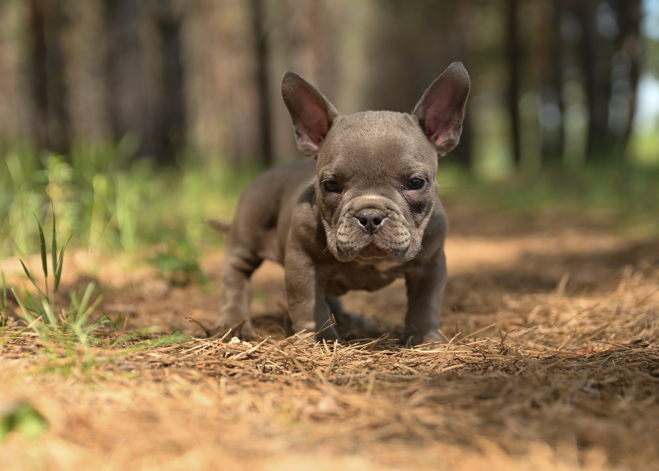 Свободные щенки Американский Булли в Иркутске. Питомник собак Иркутск
