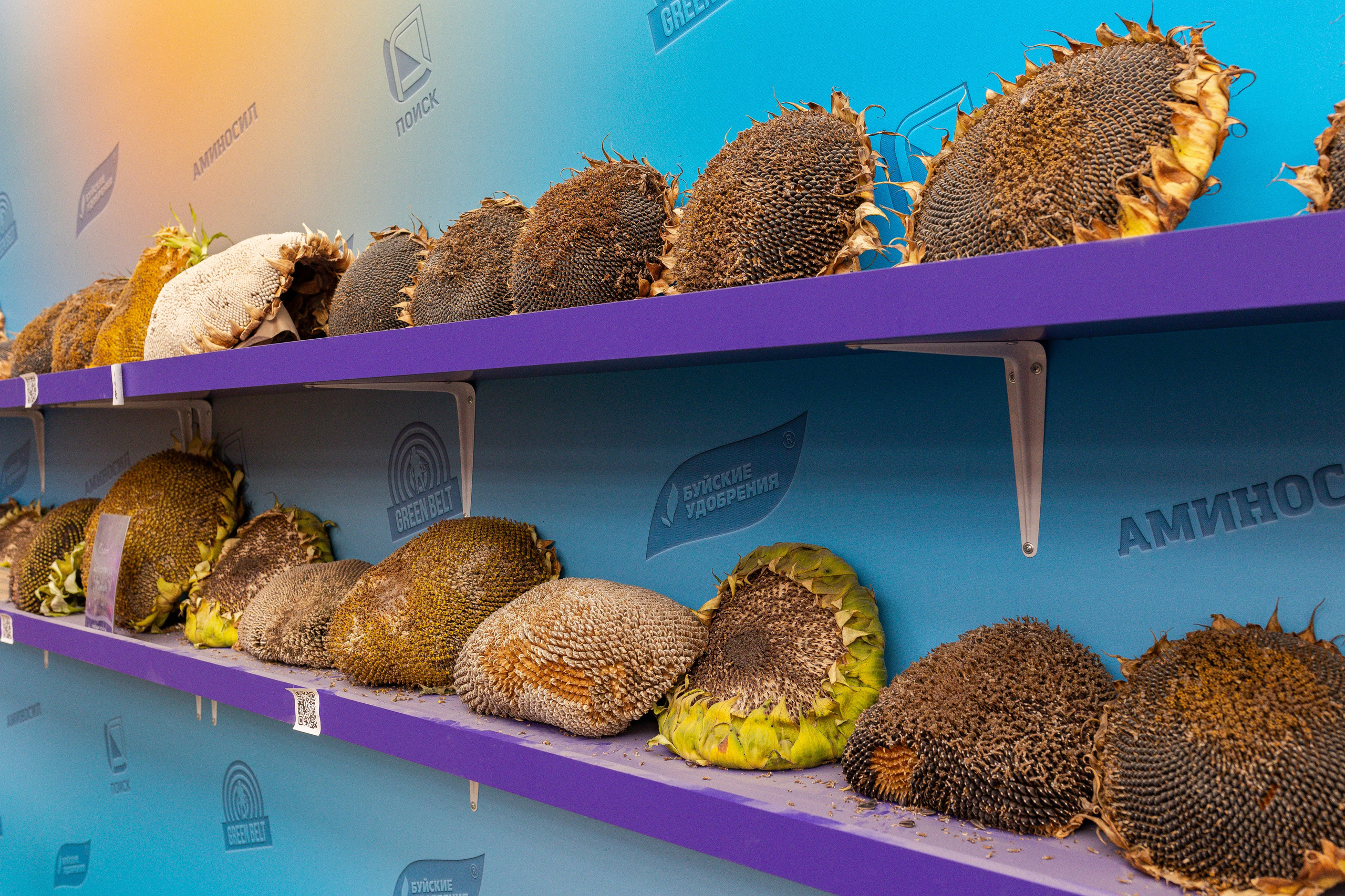 Овощи-гиганты. Александра Куликова фотограф, Москва