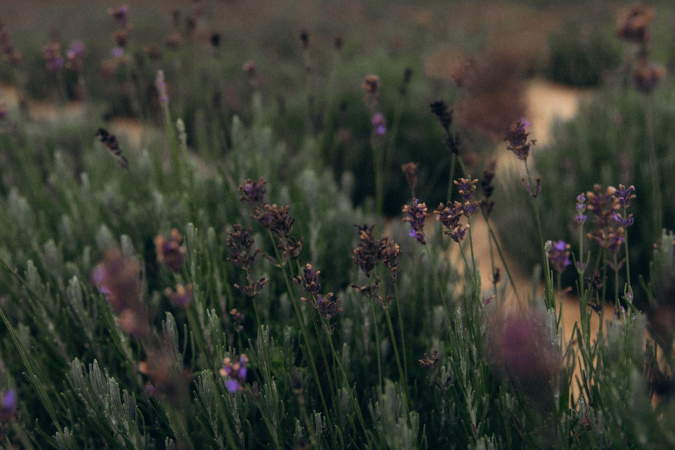 Эллина и Алексей. Свадьба в усадьбе. Алена Бадамшина — свадебный фотограф Воронеж / Москва