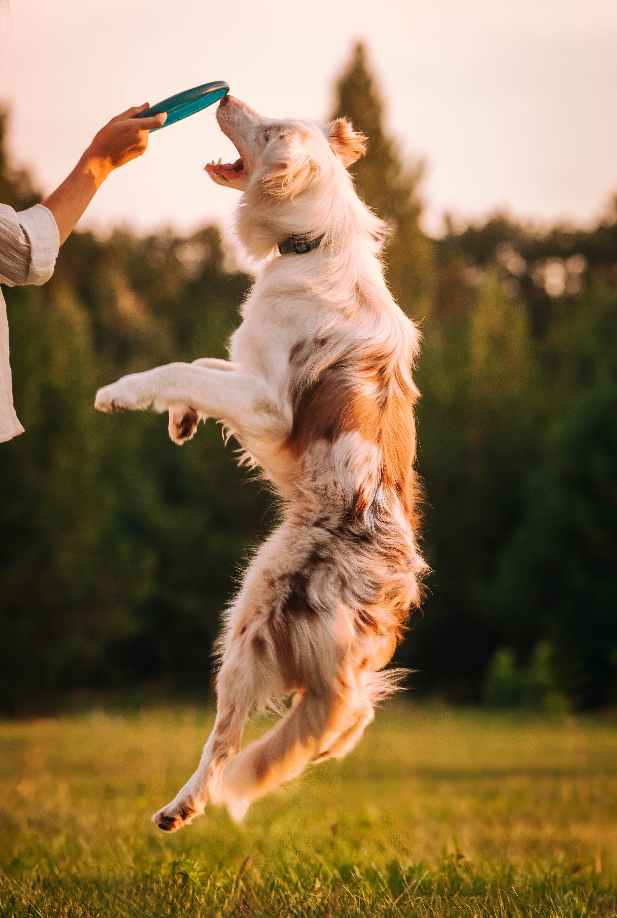 Лиза и Айви. Главная