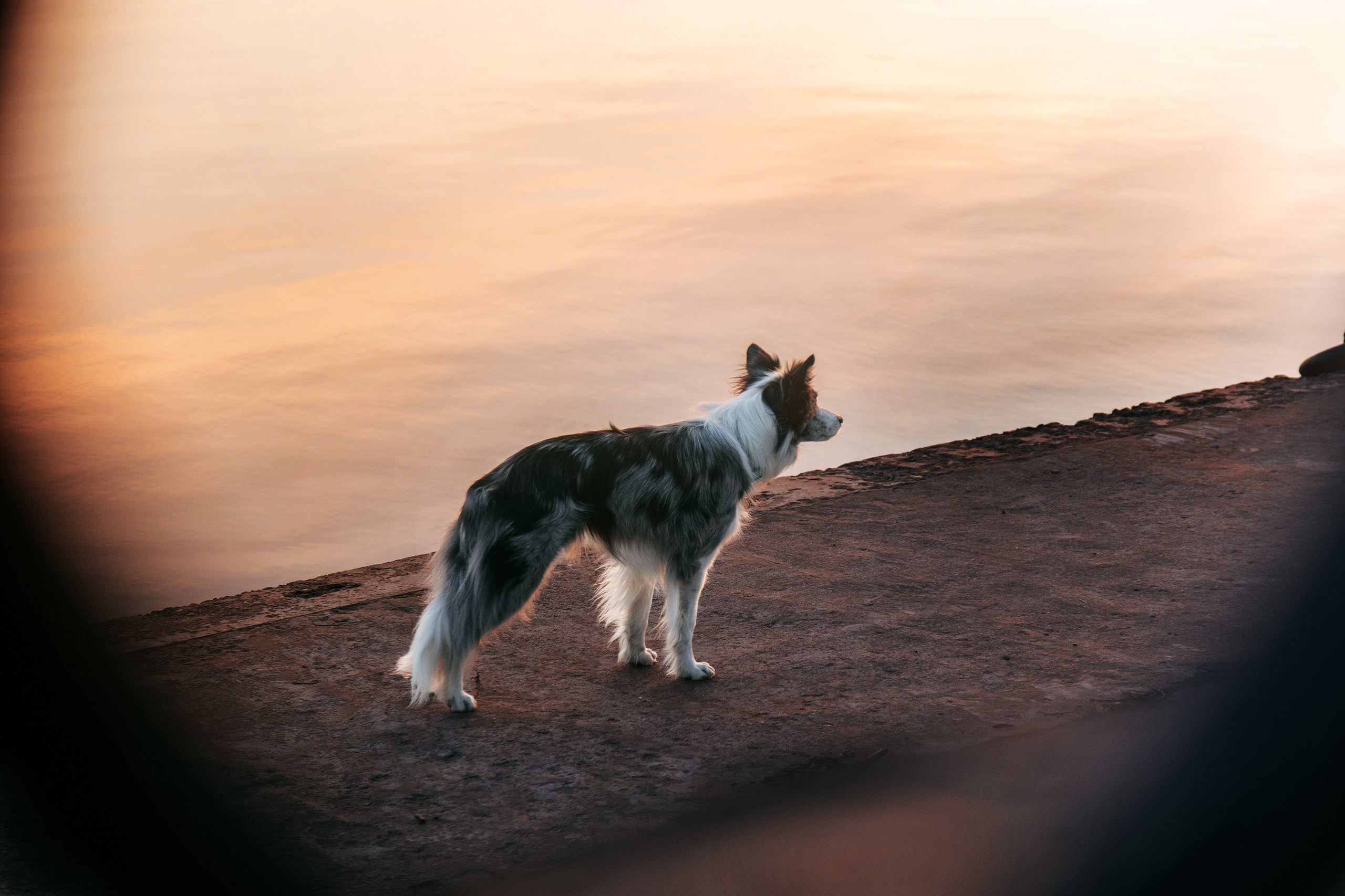 Набережная невы. Фотограф анималист Никита Натальный