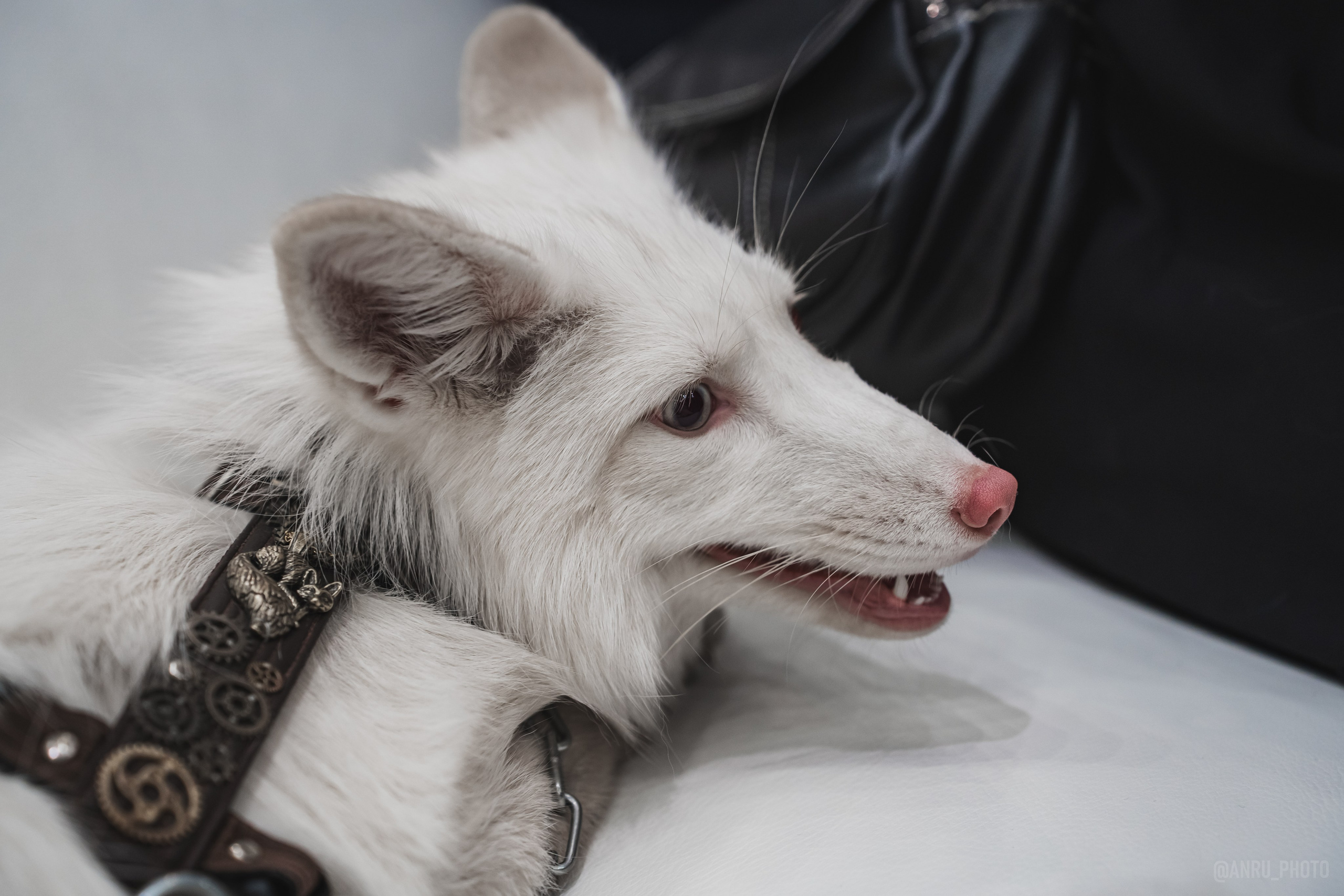 Fox Family fest. Репортажный фотограф Анастасия Рубцова