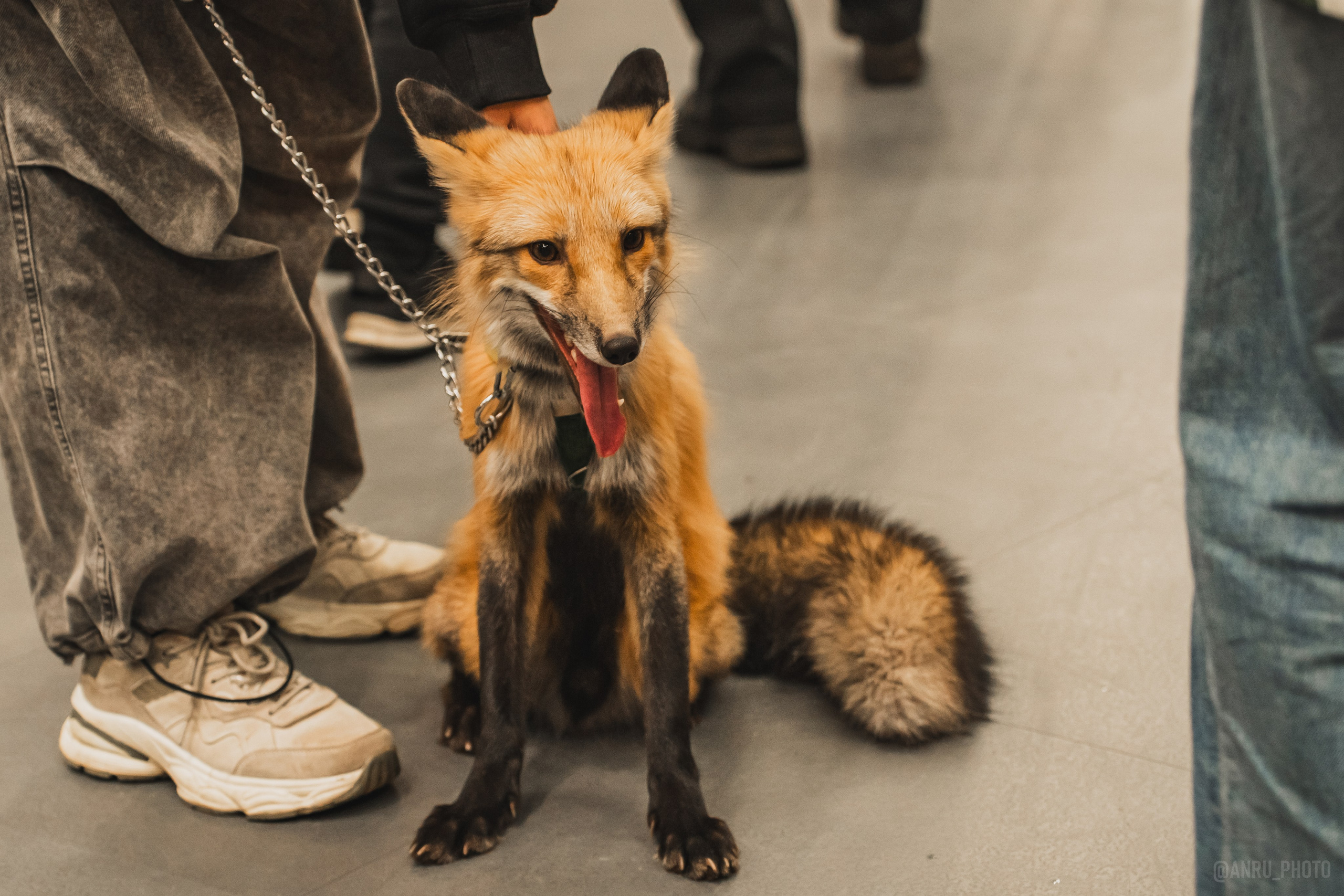 Fox Family fest. Репортажный фотограф Анастасия Рубцова