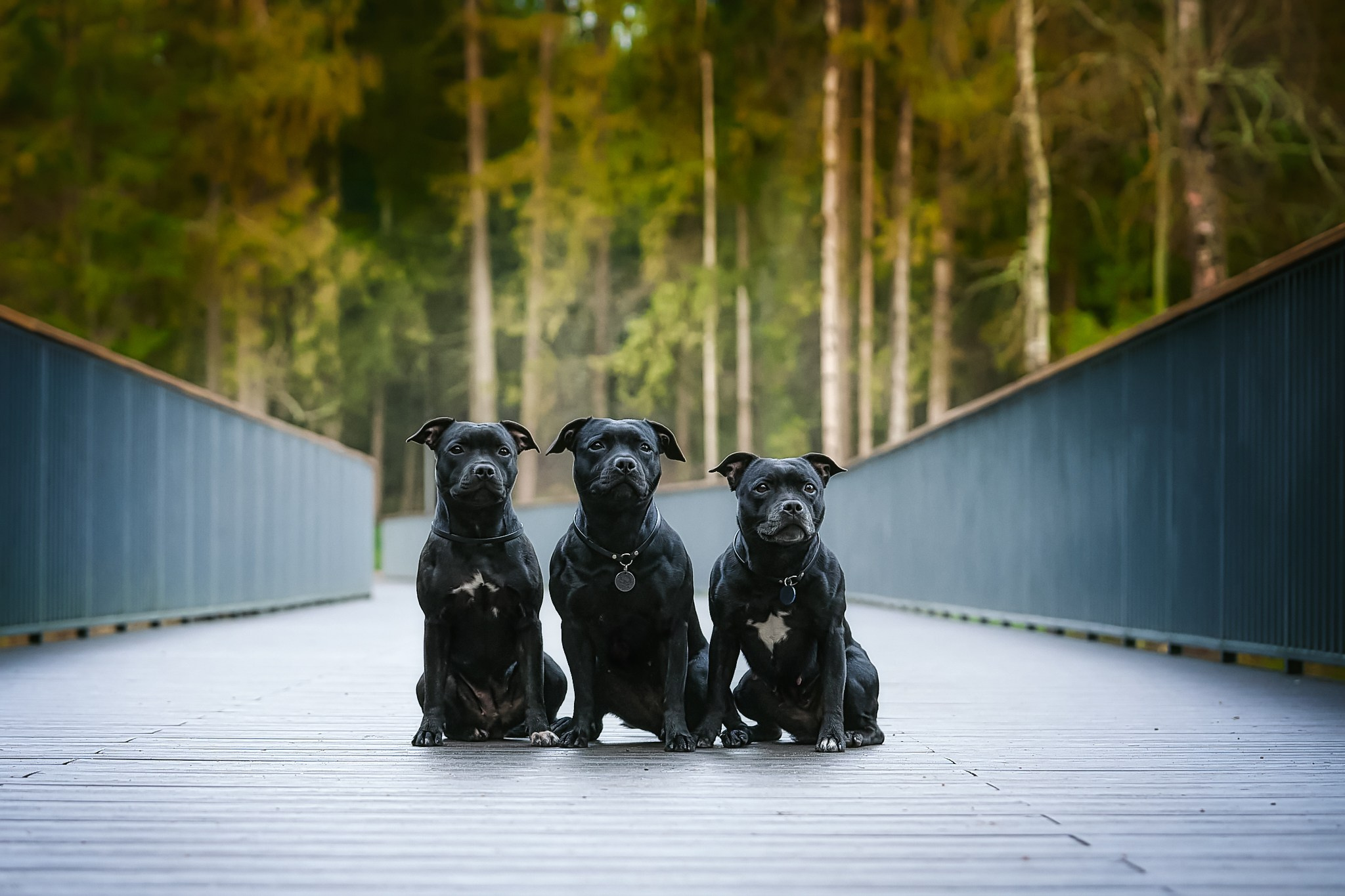 Стаффордширские бультерьеры — Тара, Кали и Лени. Главная