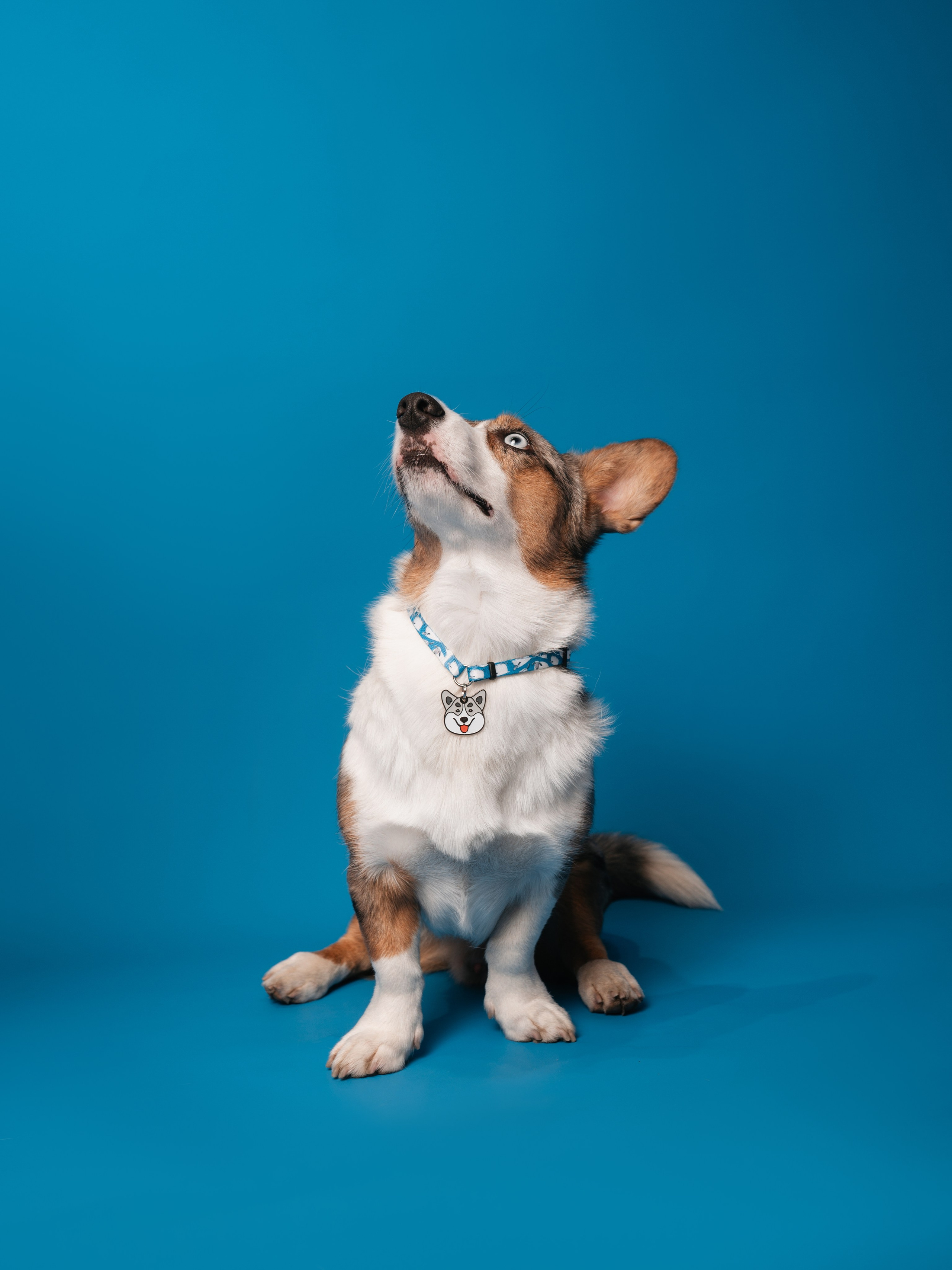 Bender&Frai. Овечки. Семейный фотограф анималист Ананьева Мария — Москва