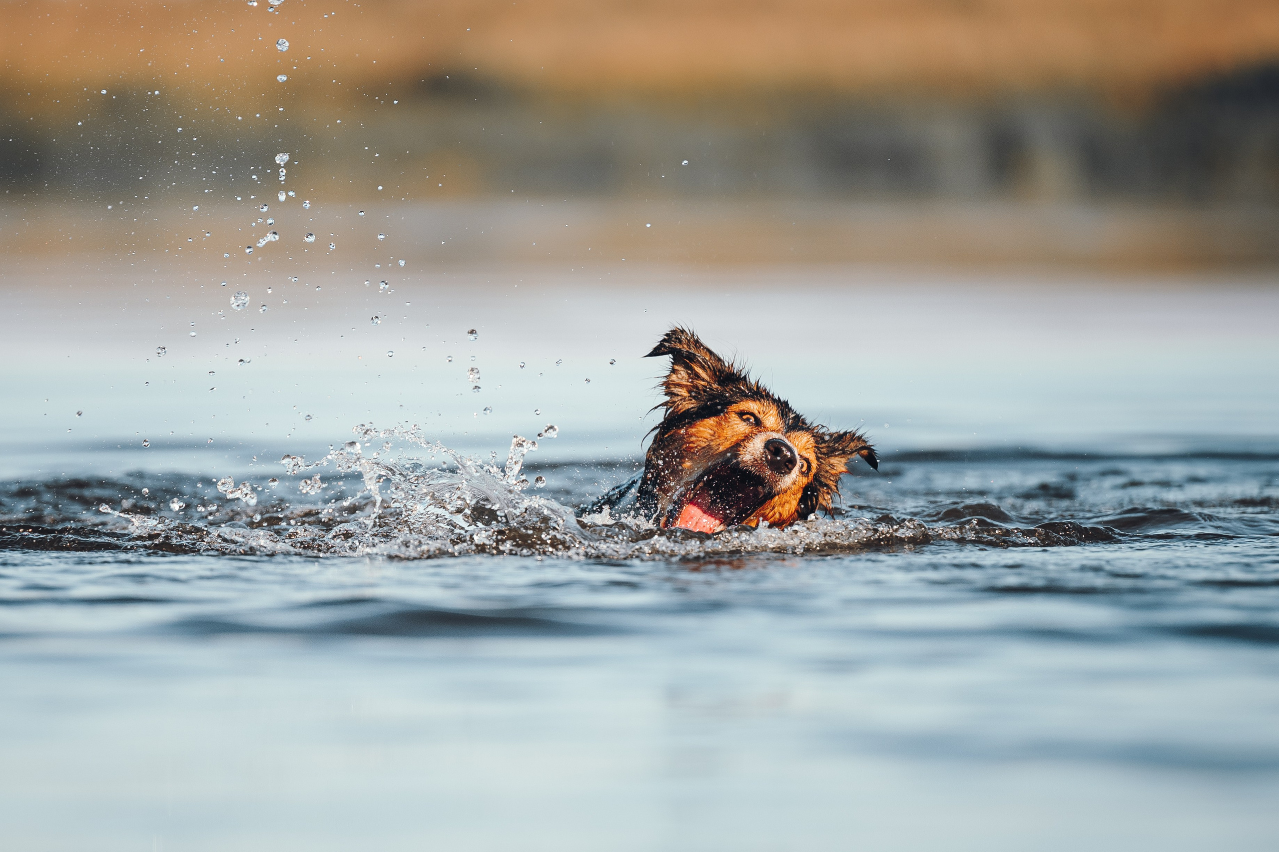Саша, Флик и Эсприт. Семейный фотограф анималист Ананьева Мария — Москва