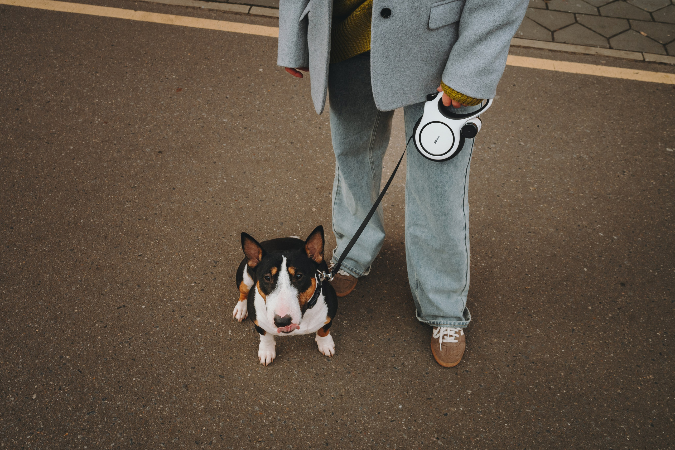 Pawsitive. Семейный фотограф анималист Ананьева Мария — Москва