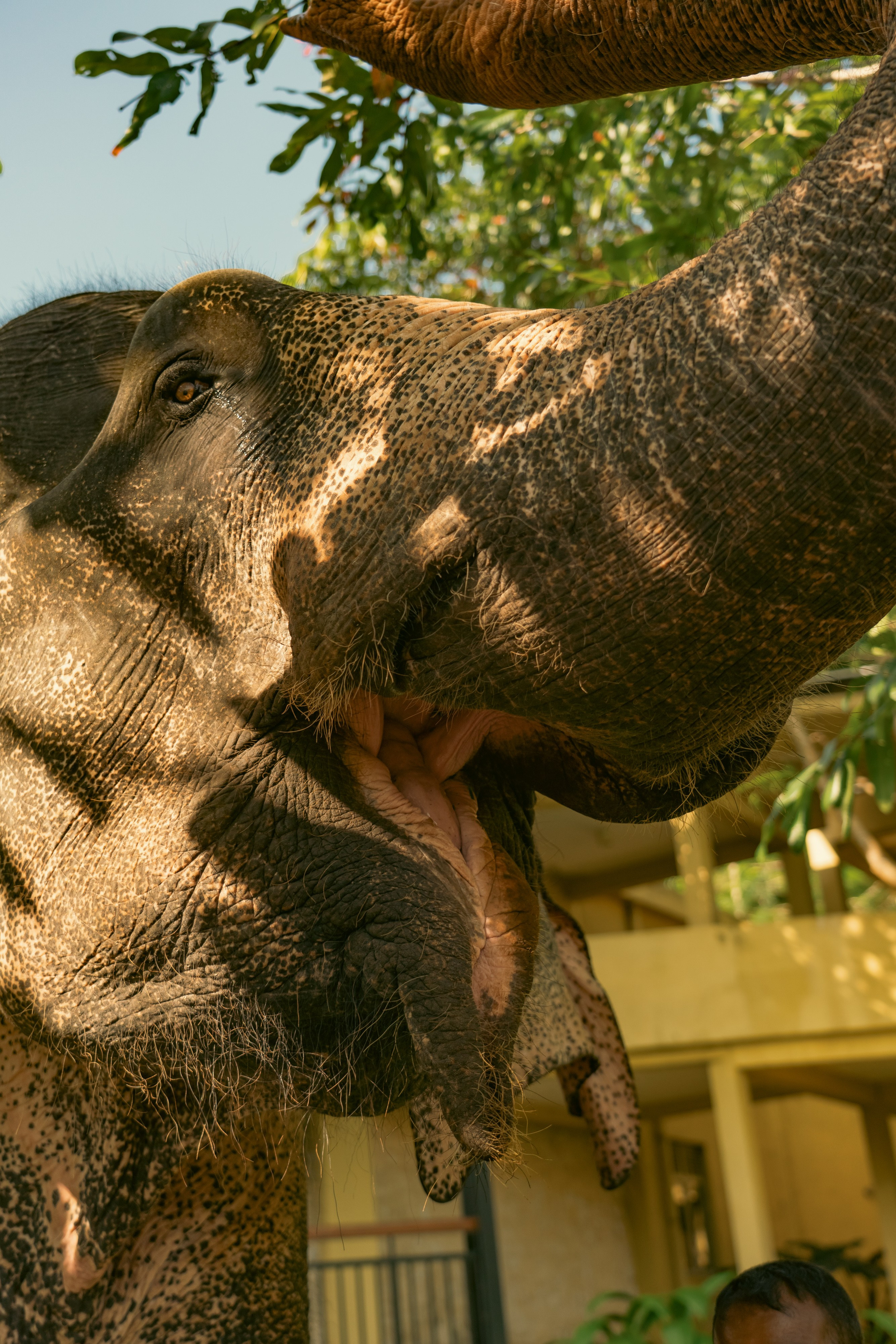 Promo content shooting for Ceylon Forward Tours