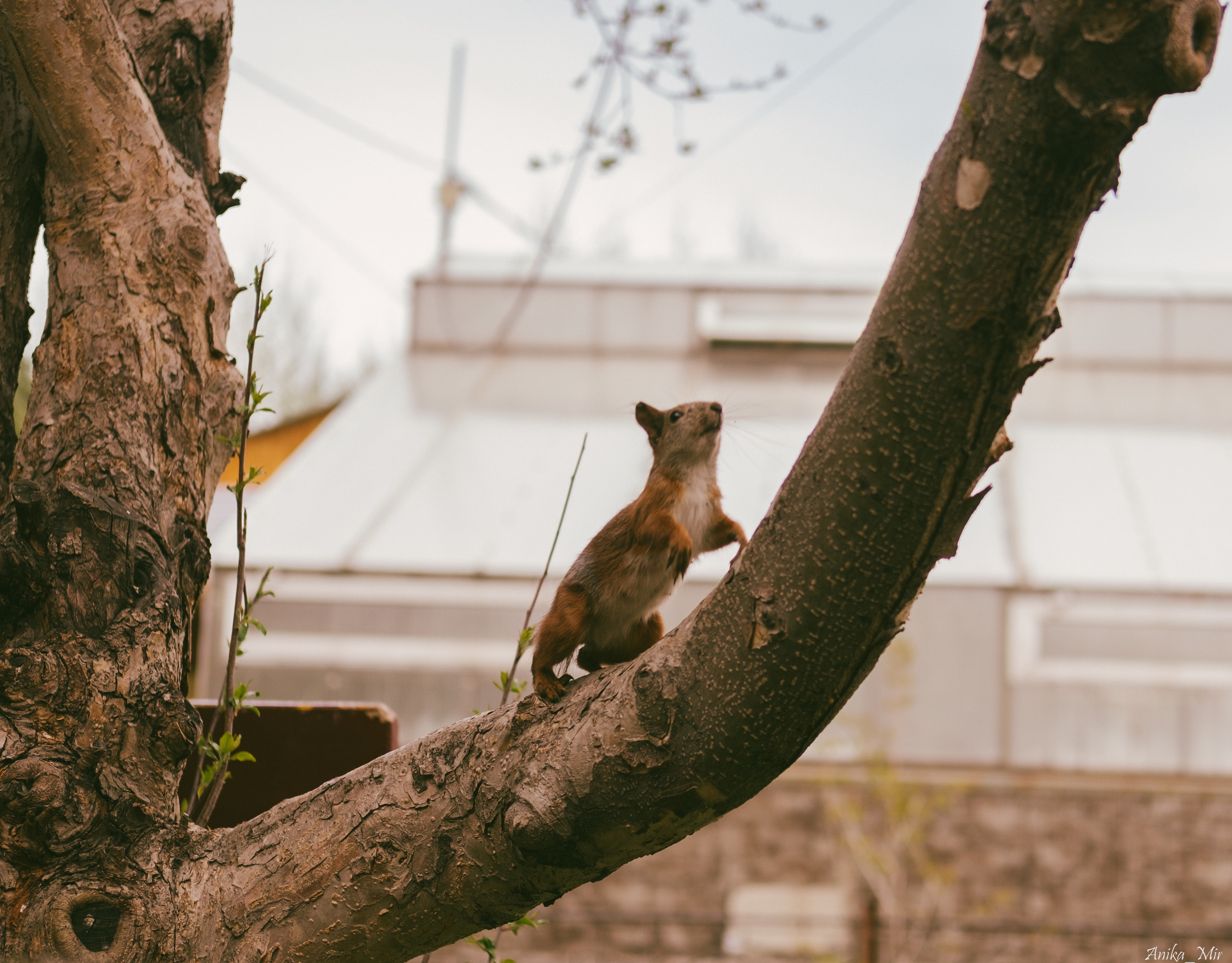 Праздник цветения сакуры. Фотограф в Иркутске Анна Мирошникова