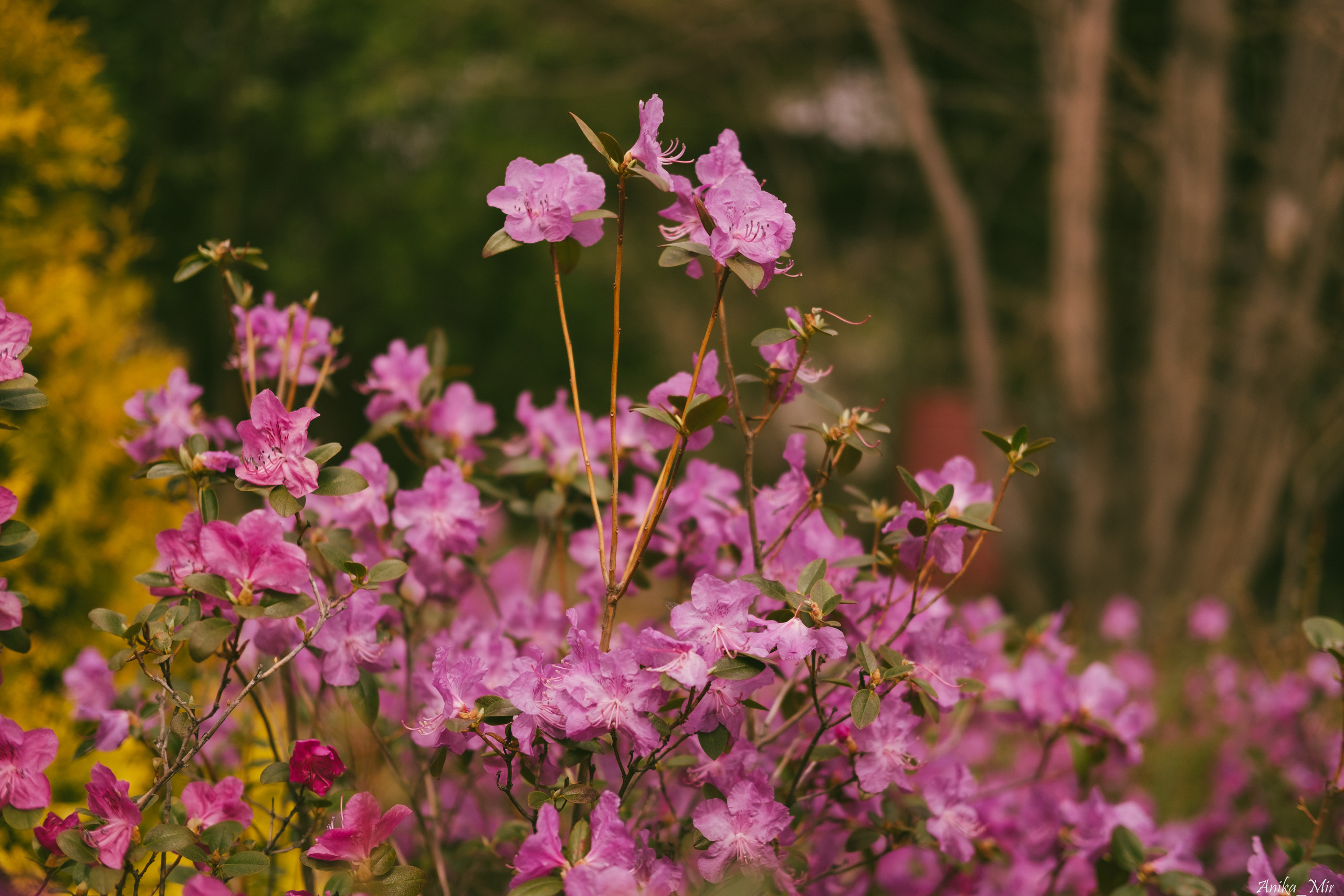 Праздник цветения сакуры. Фотограф в Иркутске Анна Мирошникова