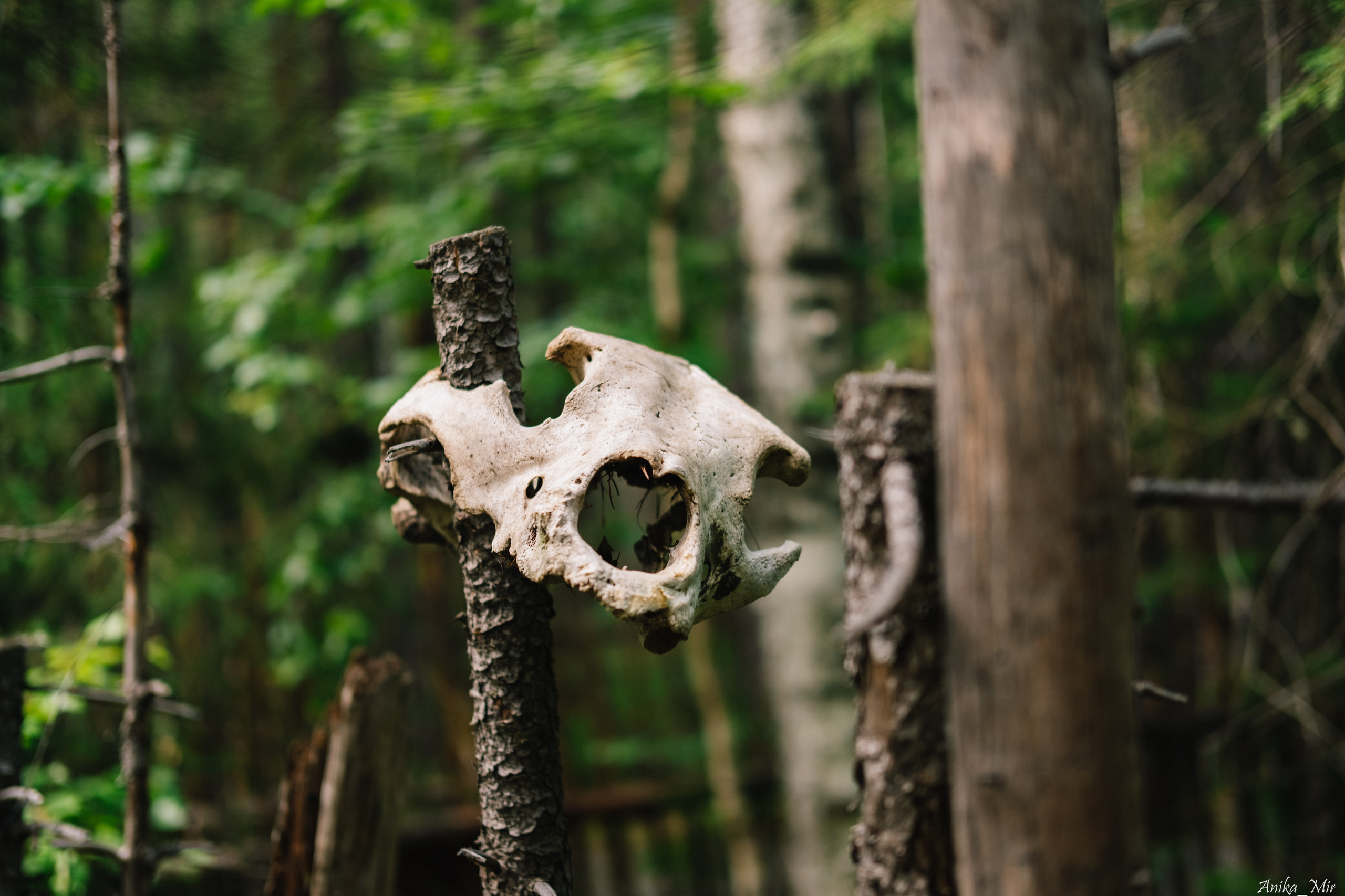 Купала 2023. Фотограф в Иркутске Анна Мирошникова