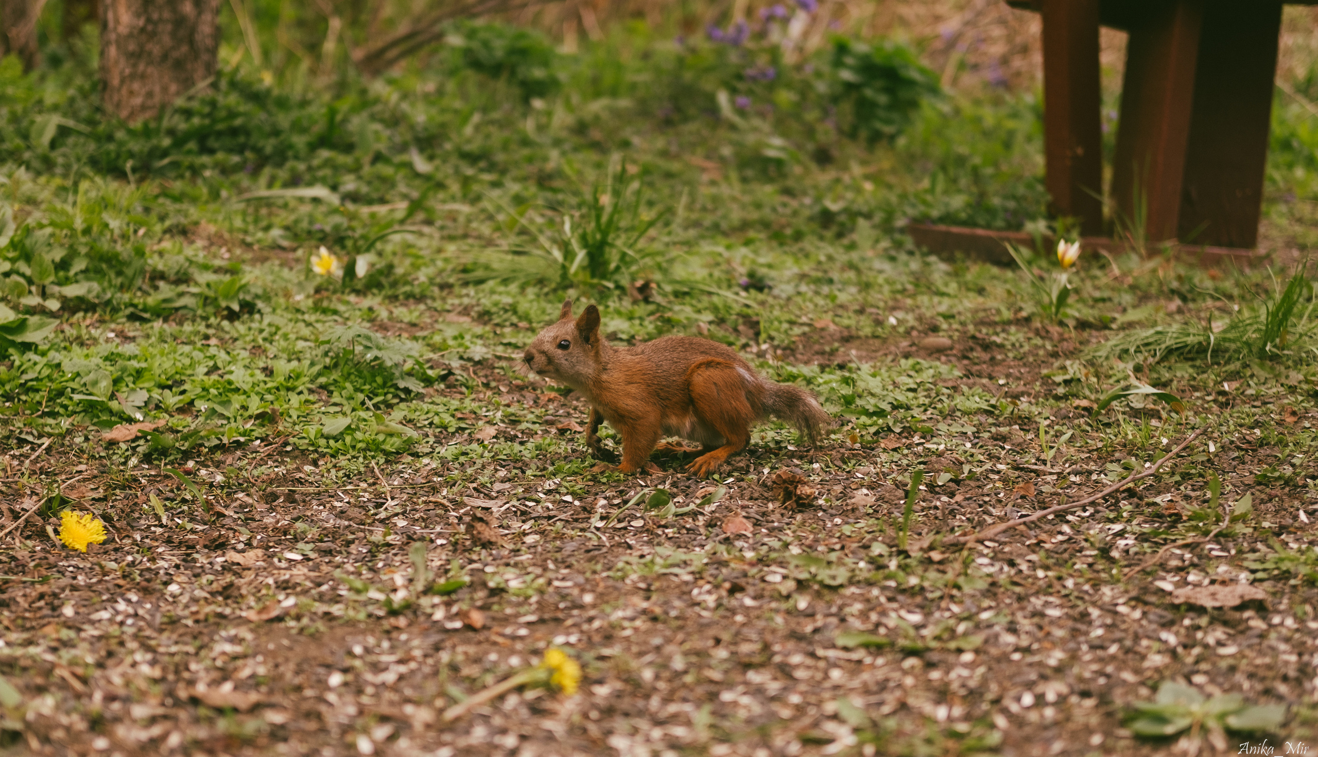 Праздник цветения сакуры. Фотограф в Иркутске Анна Мирошникова