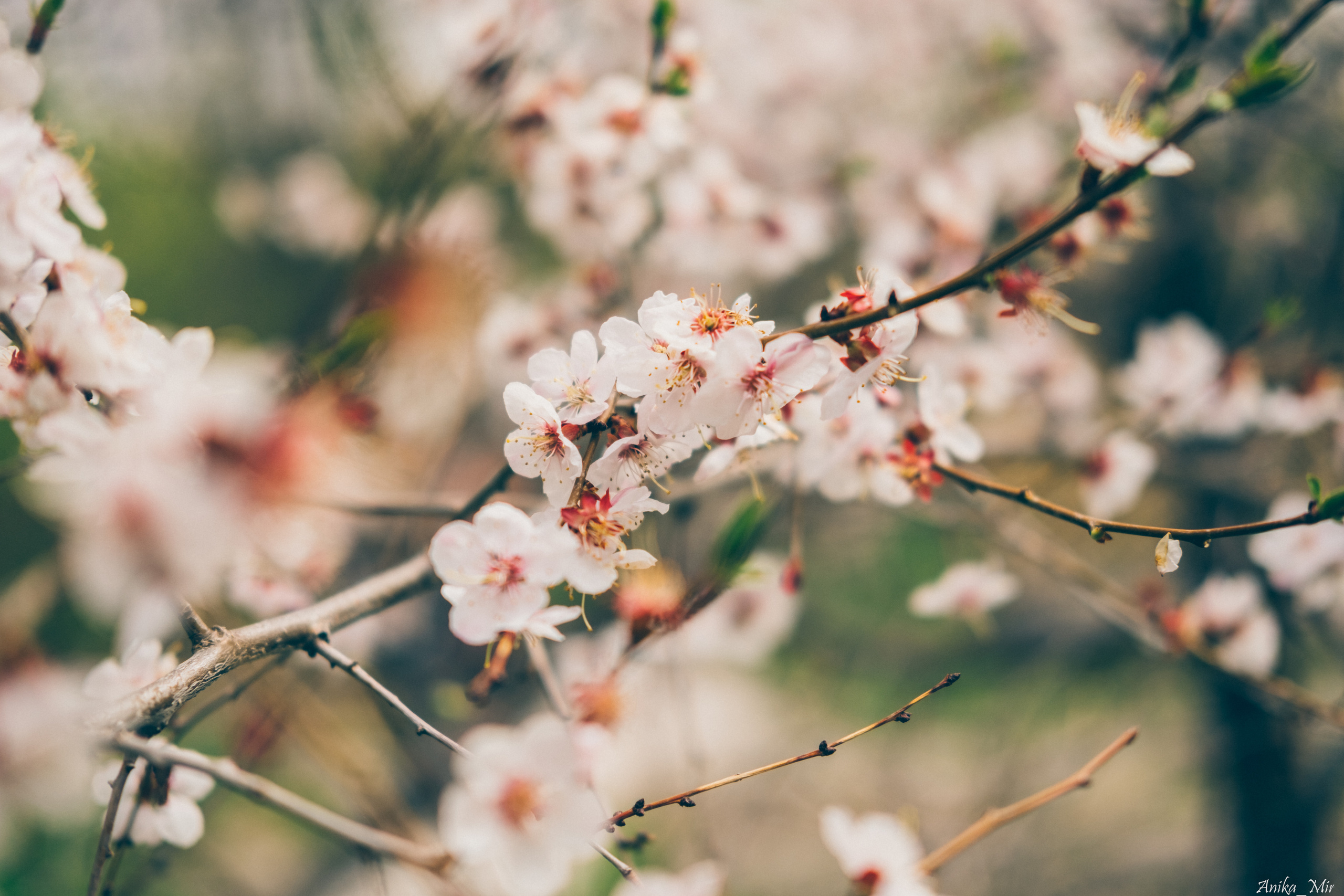 Праздник цветения сакуры. Фотограф в Иркутске Анна Мирошникова