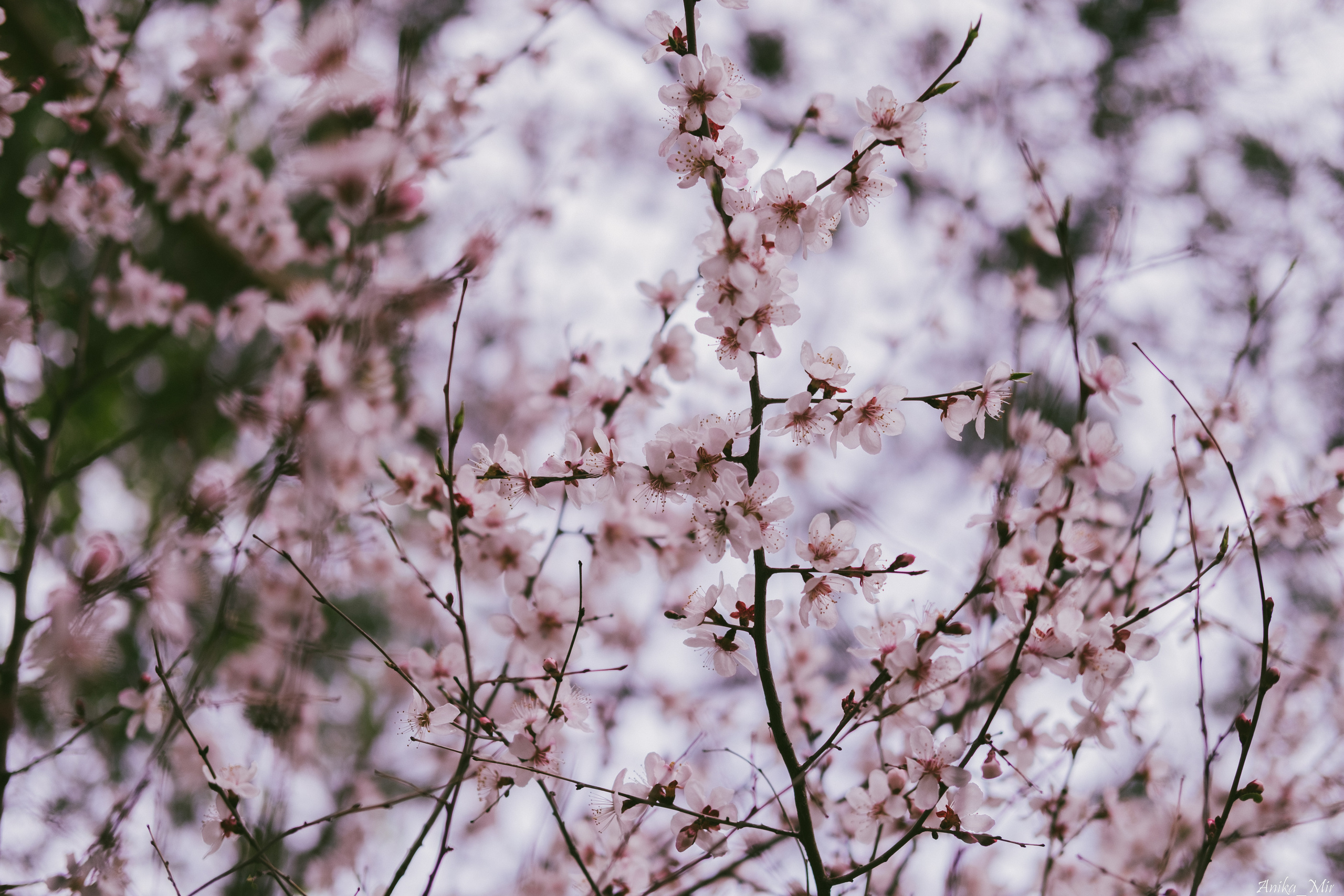 Праздник цветения сакуры. Фотограф в Иркутске Анна Мирошникова